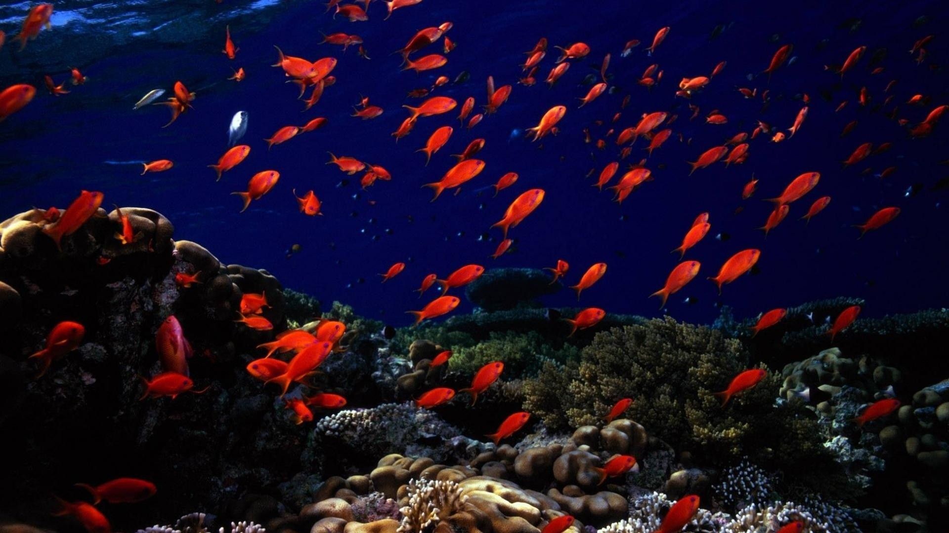 Fondos de pantalla: submarino, arrecife de coral, captura de pantalla, geológico