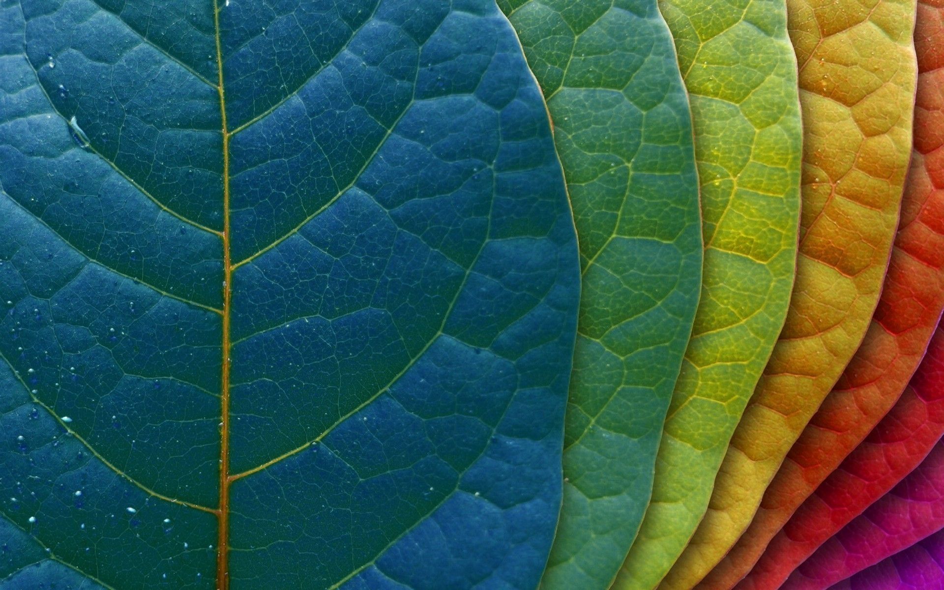 Fondo de pantalla multicolor 1920x1200 hojas de alta calidad
