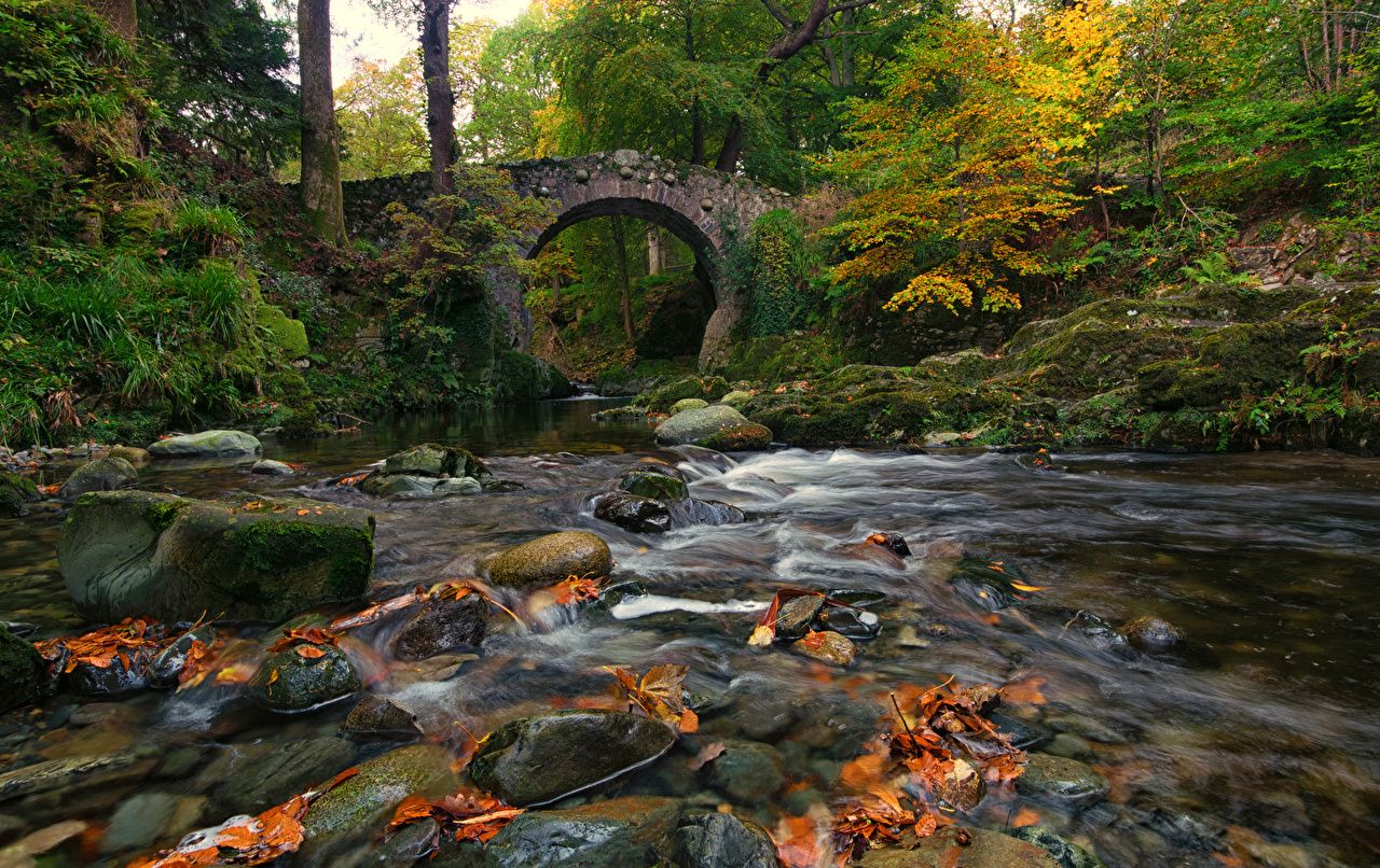 Fondos de Escritorio Irlanda Naturaleza Otoño Puentes bosque Moss river