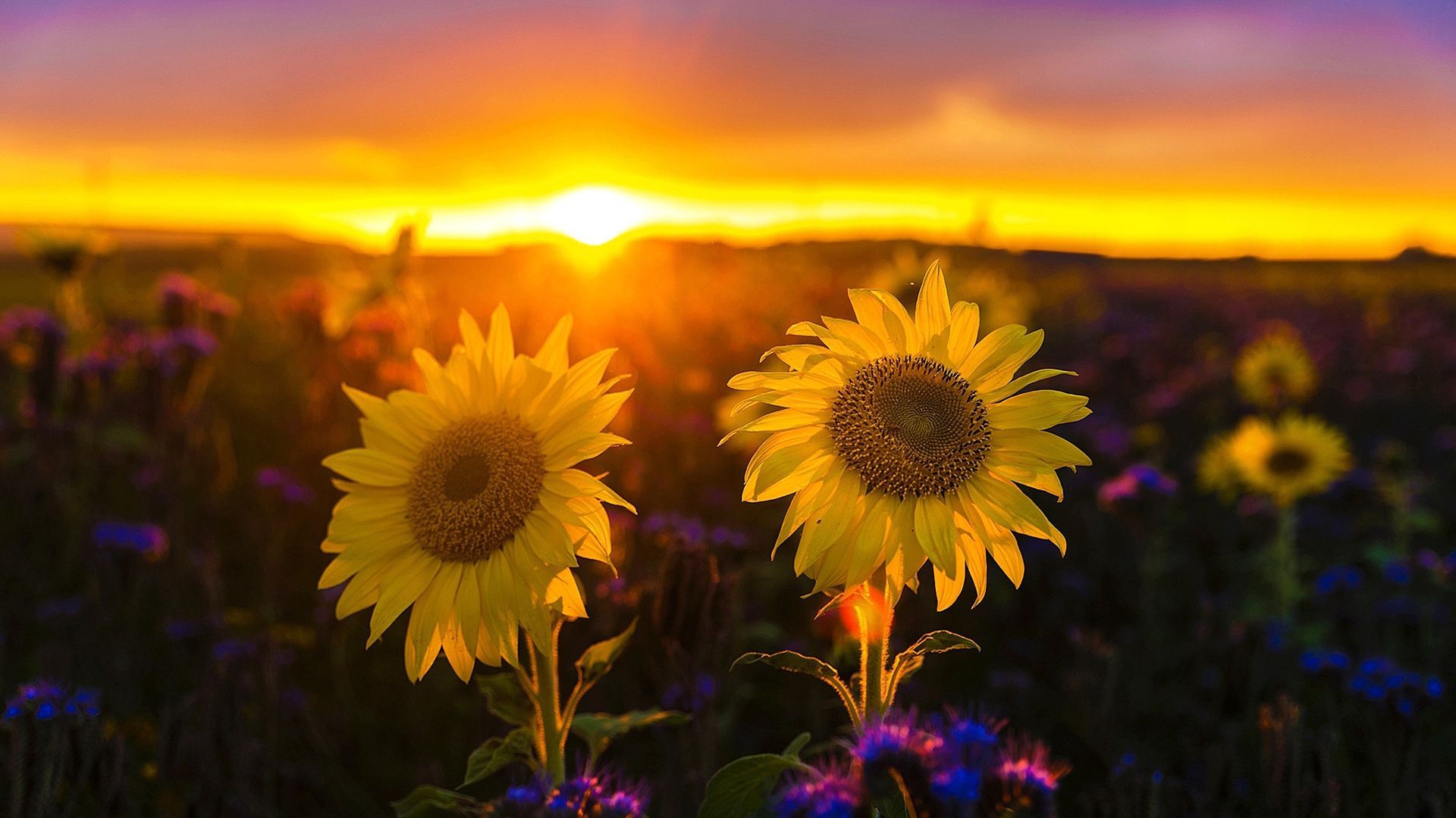 Sunflower Sunset Wallpaper - Streaming de fondo de pantalla
