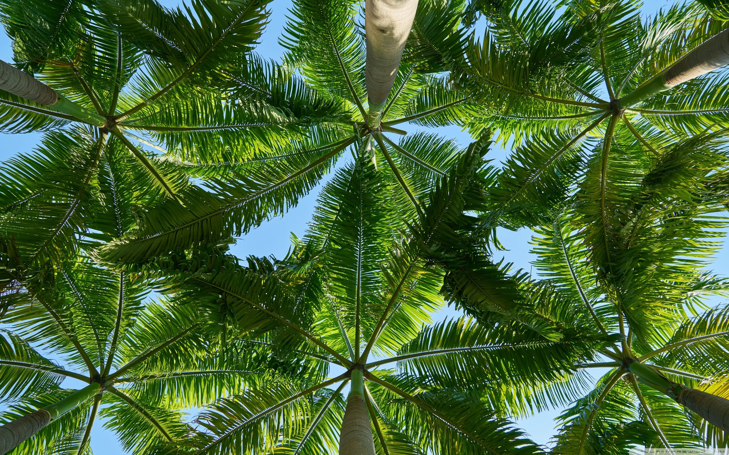 Wide 16 - - Hd Wallpaper Palm Trees (# 119023) - Descargar fondo de pantalla HD