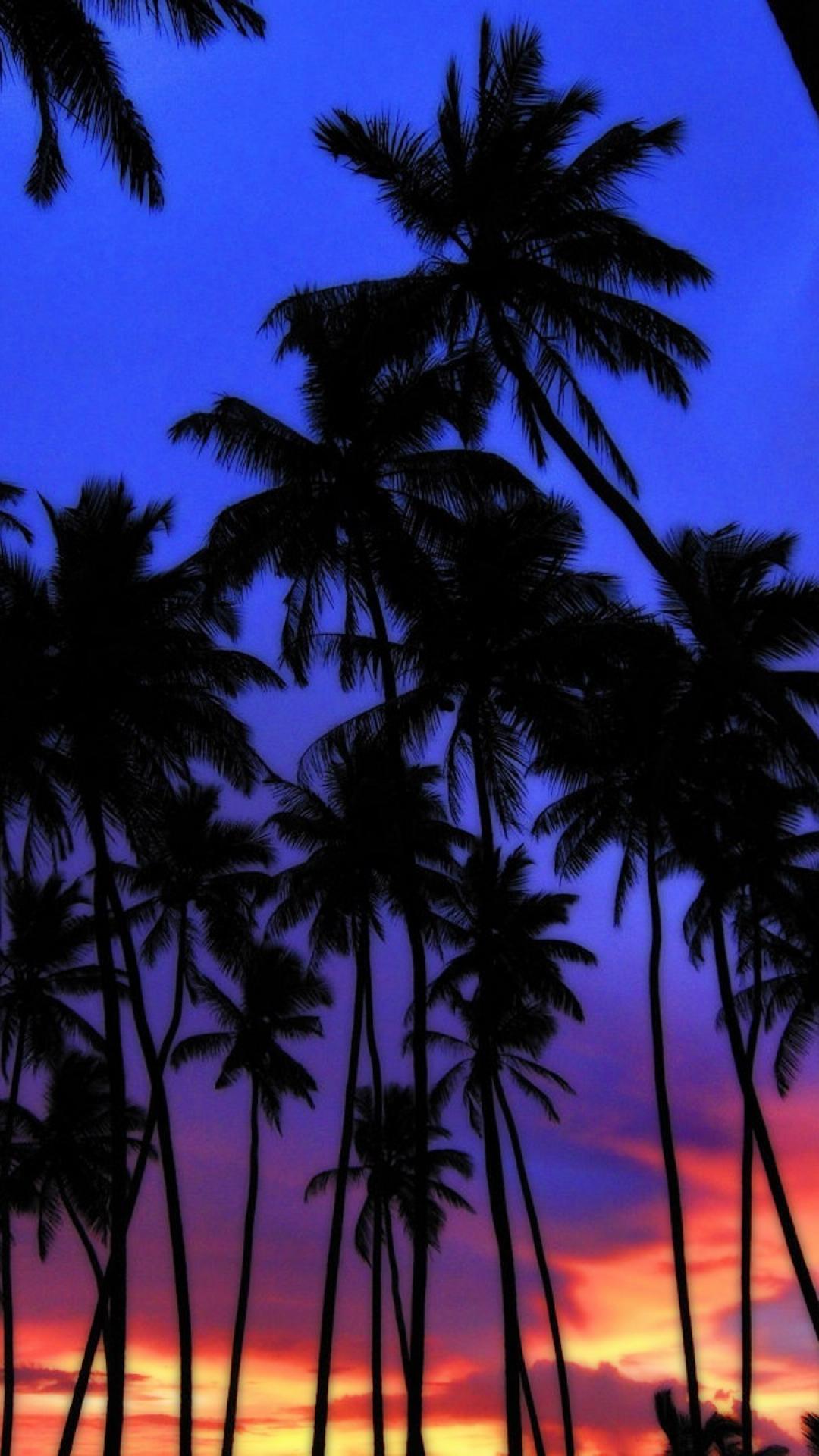 Más de 45 fondos de pantalla de Blue Palm Tree Sunset - Descargar
