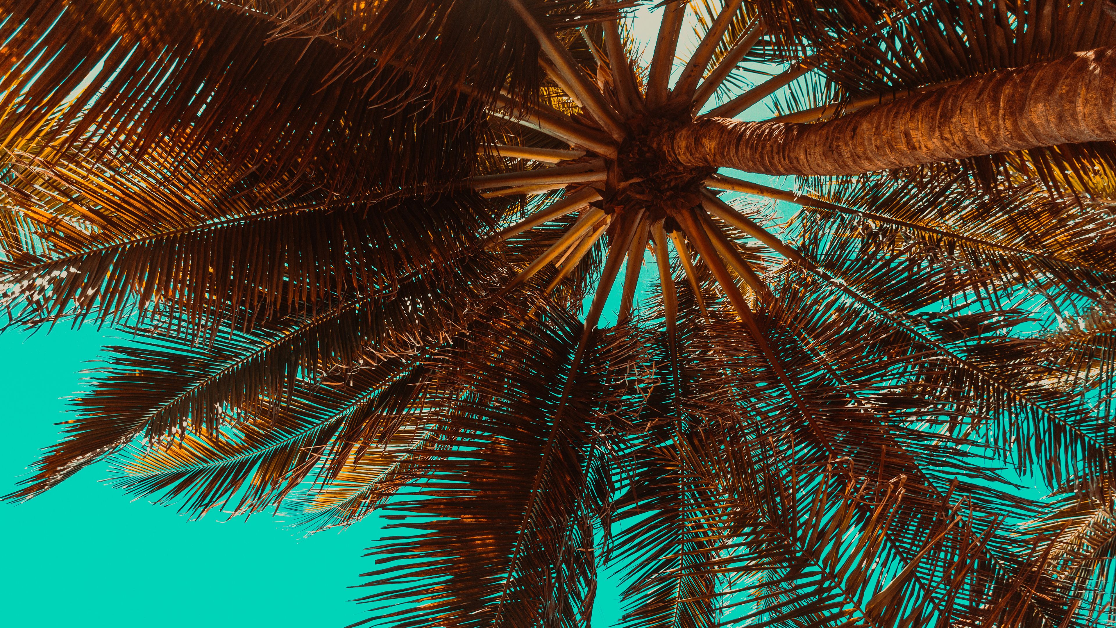 4K Tropical Palm Tree Wallpaper HD