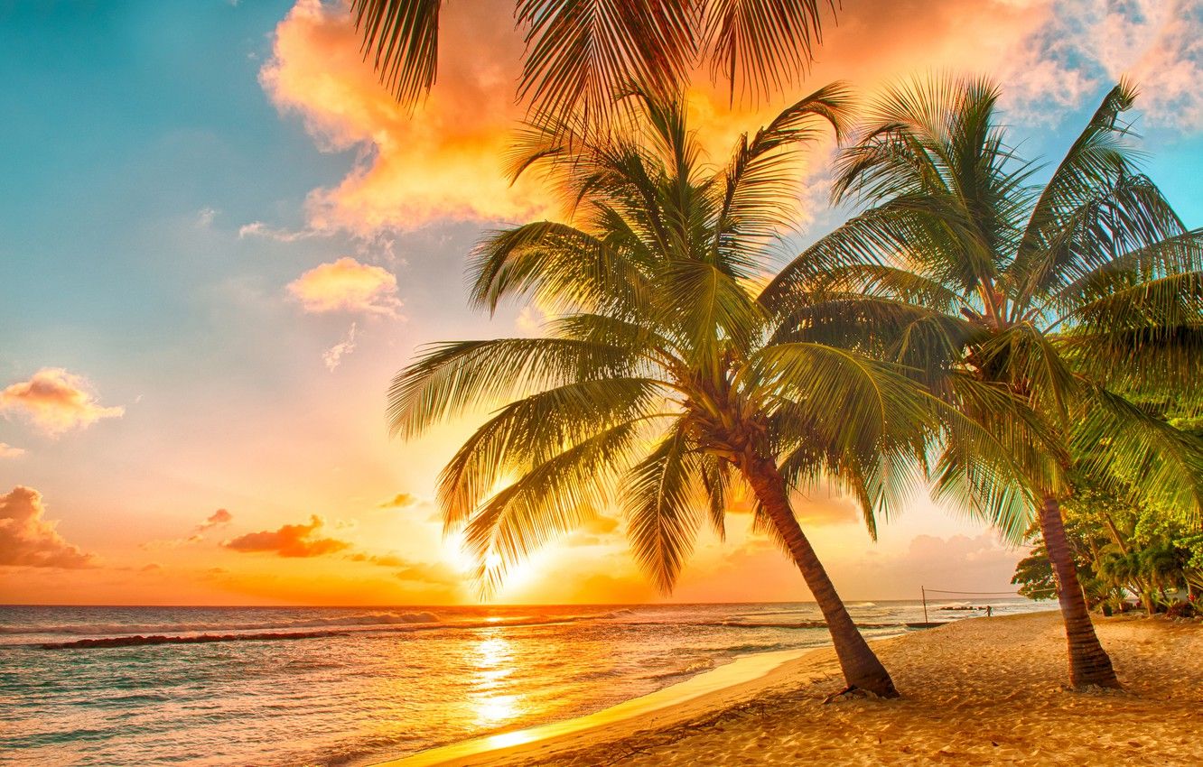 Fondo de pantalla arena, mar, playa, puesta de sol, trópicos, palmeras, orilla