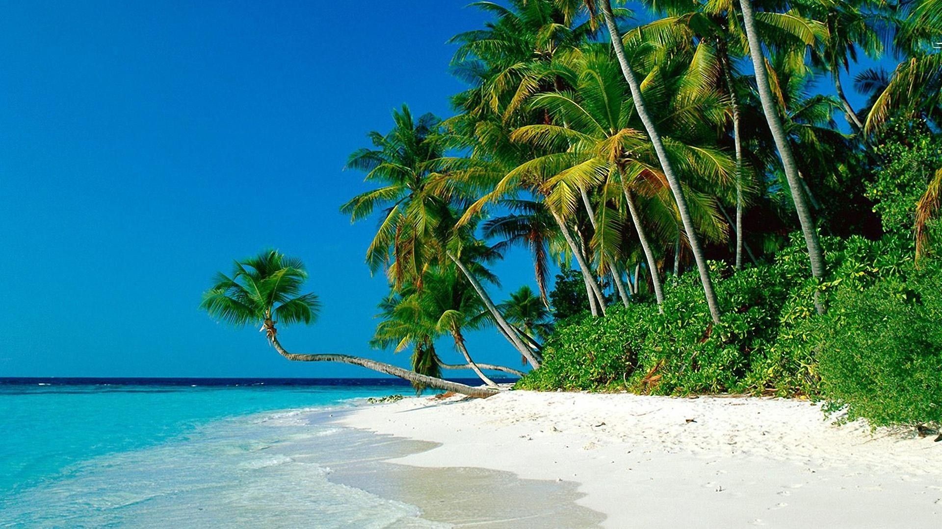 Playas tropicales con palmeras Fondos de pantalla HD, fondo