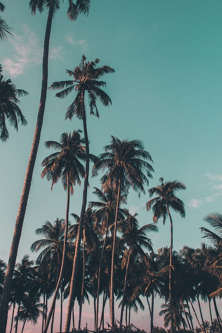 Foto libre de derechos: Sunset on the beach, coconut trees under clear