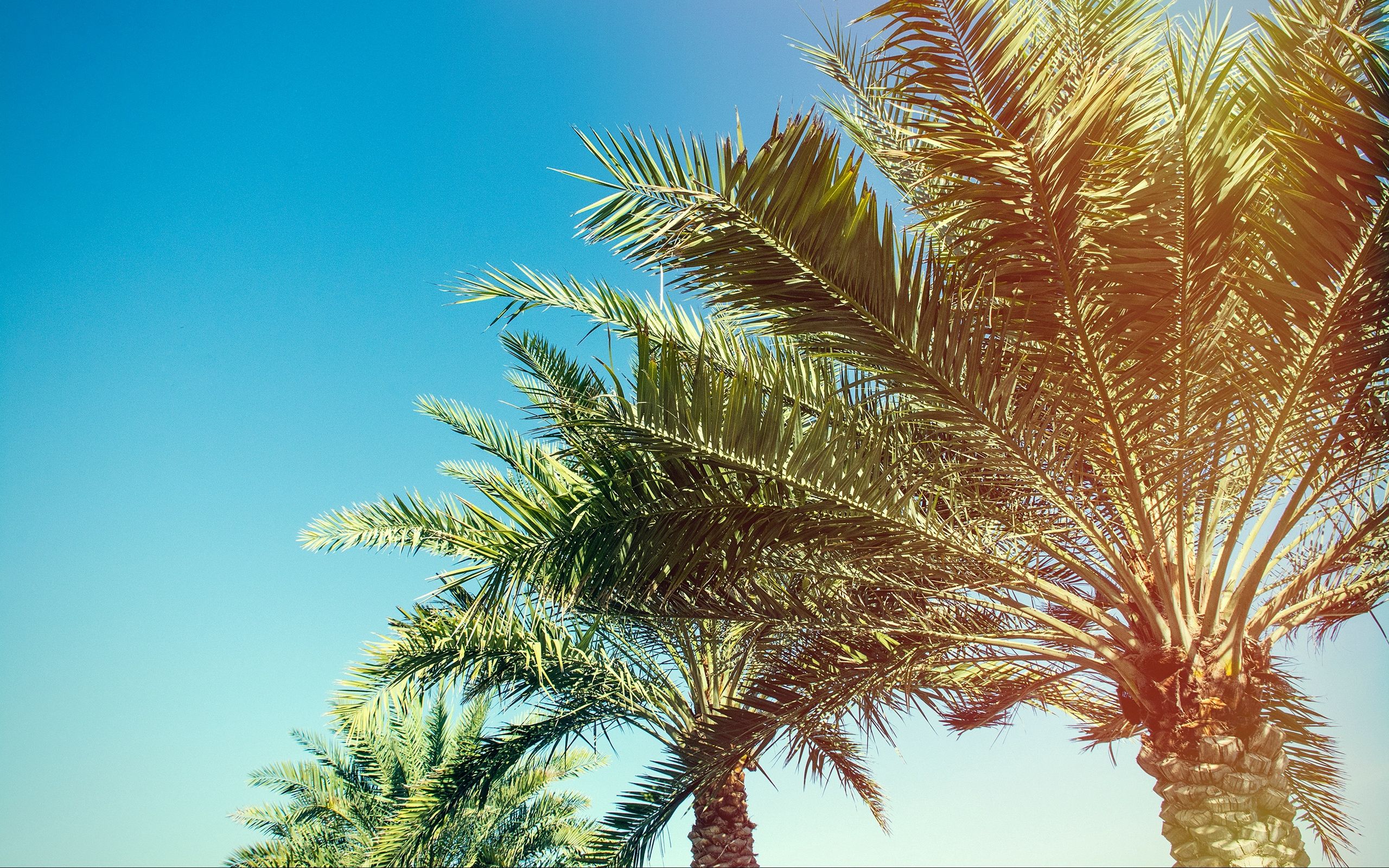 Descargar fondo de pantalla 2560x1600 palmeras, árboles, ramas, luz solar