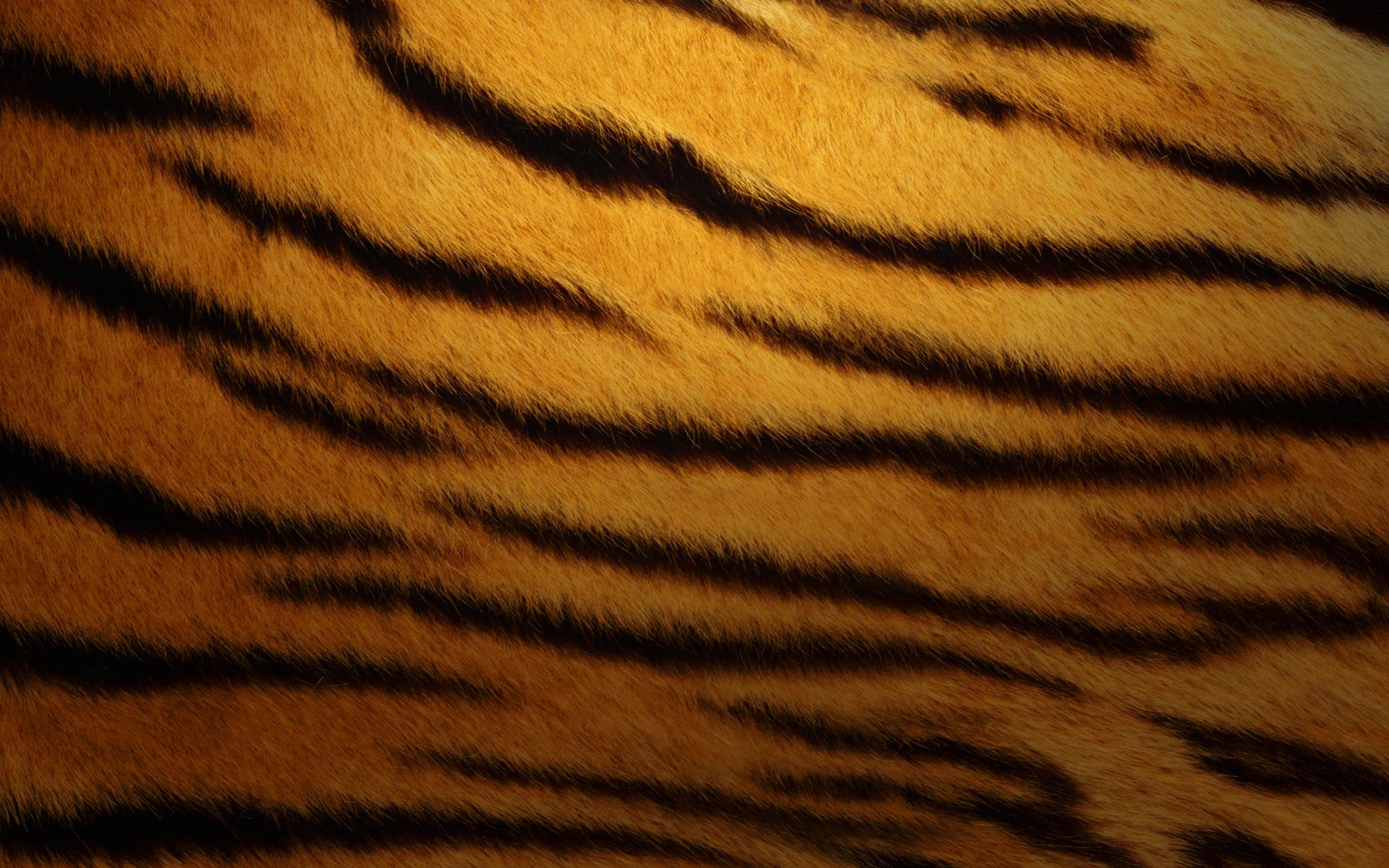 Fondos de piel de tigre | HD Wallpapers | ID # 11106