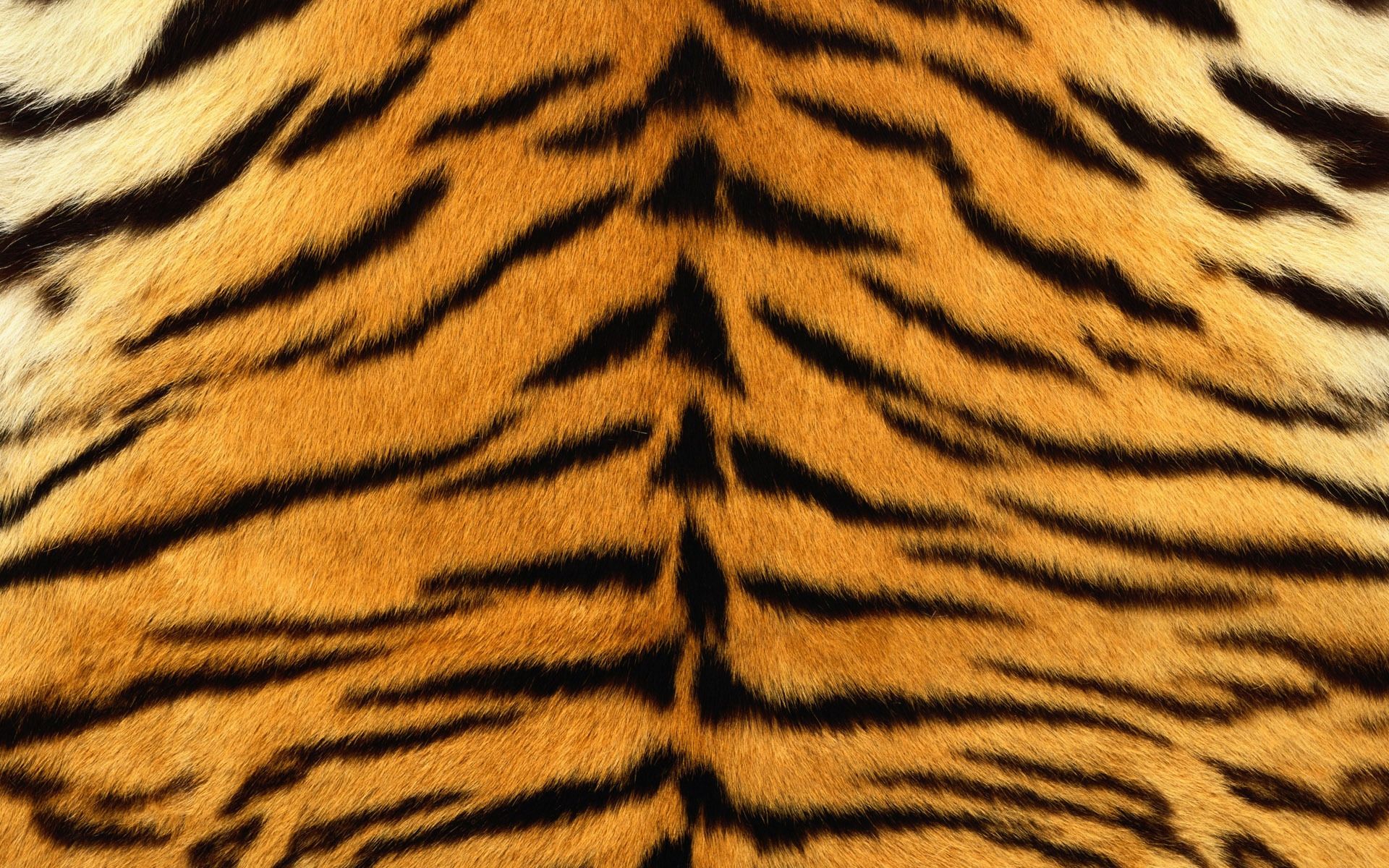 Fondos de pantalla: piel, tigre, rayas, pelaje, rayado 1920x1200 - wallup