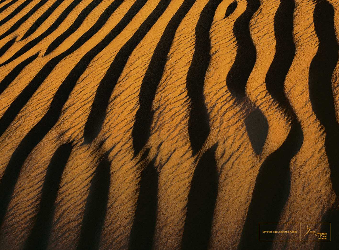 Descargar fondo de pantalla: textura, piel de tigre, líneas de tigre, tigre, foto