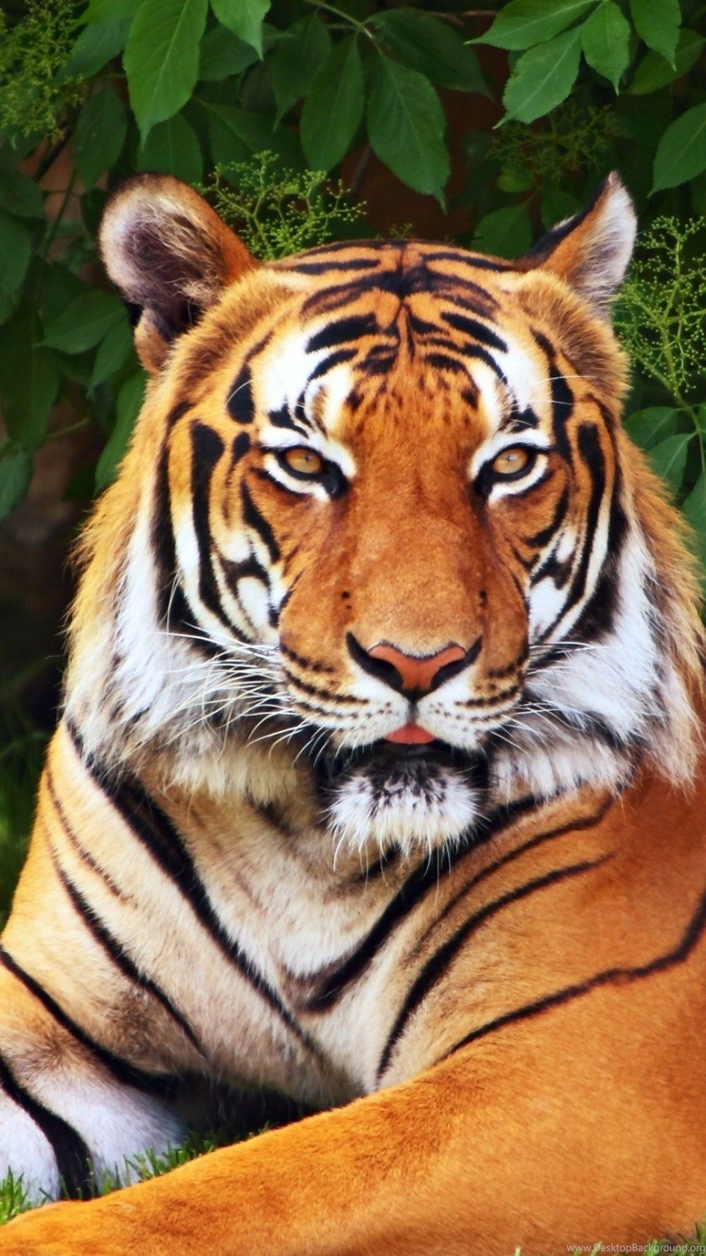 Fondos de iPhone de Tiger - Fondos de iPhone de Tiger gratis