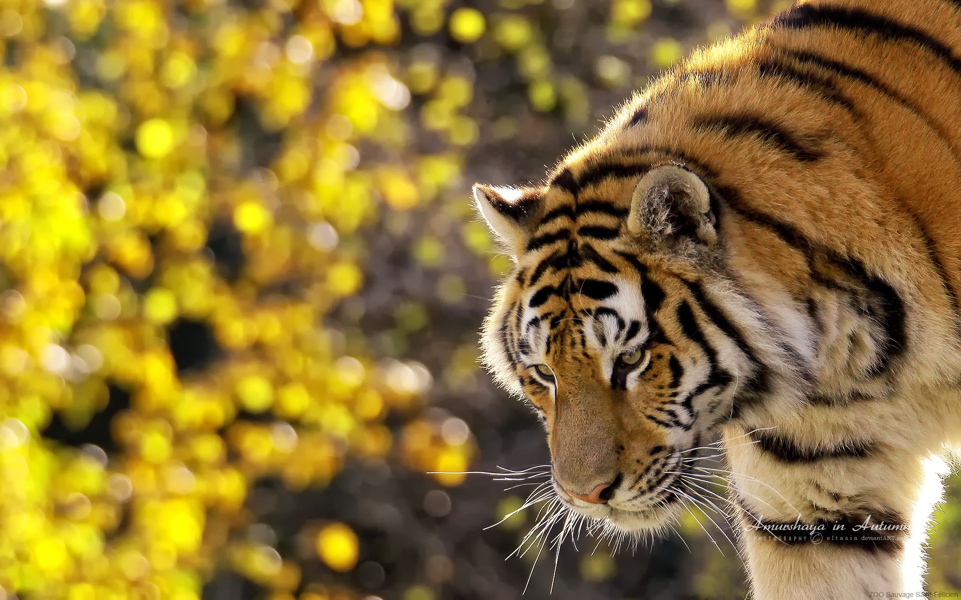 Las 30 imágenes de tigre más bellas que te inspirarán: temas