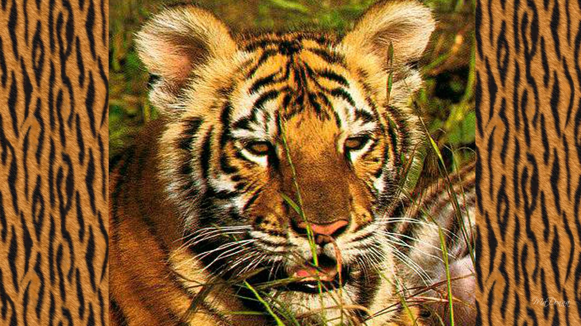 Young Tiger (id: 155705) | BUZZERG