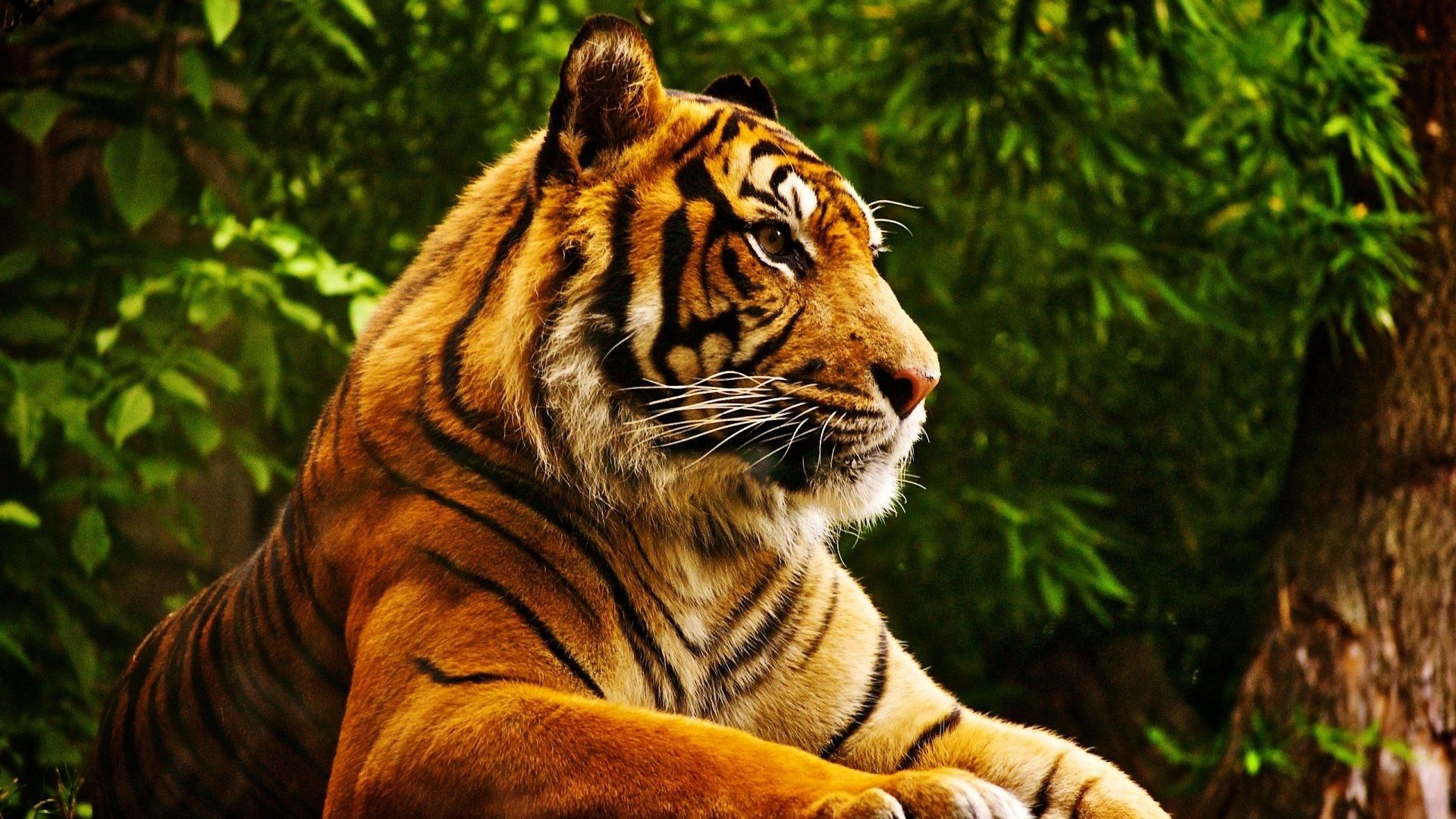 177 fondos de pantalla 4k ultra hd de tigre | Imágenes de fondo