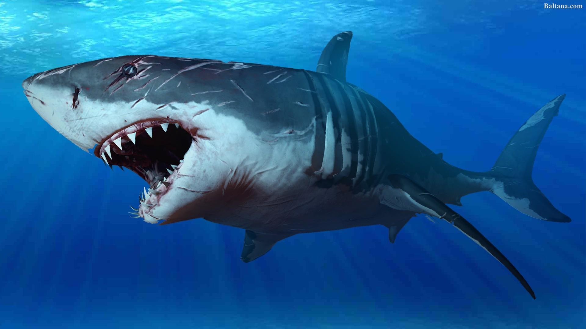 Sharks Wallpaper 2018 Pictures HD Images Free para Android - APK Descargar