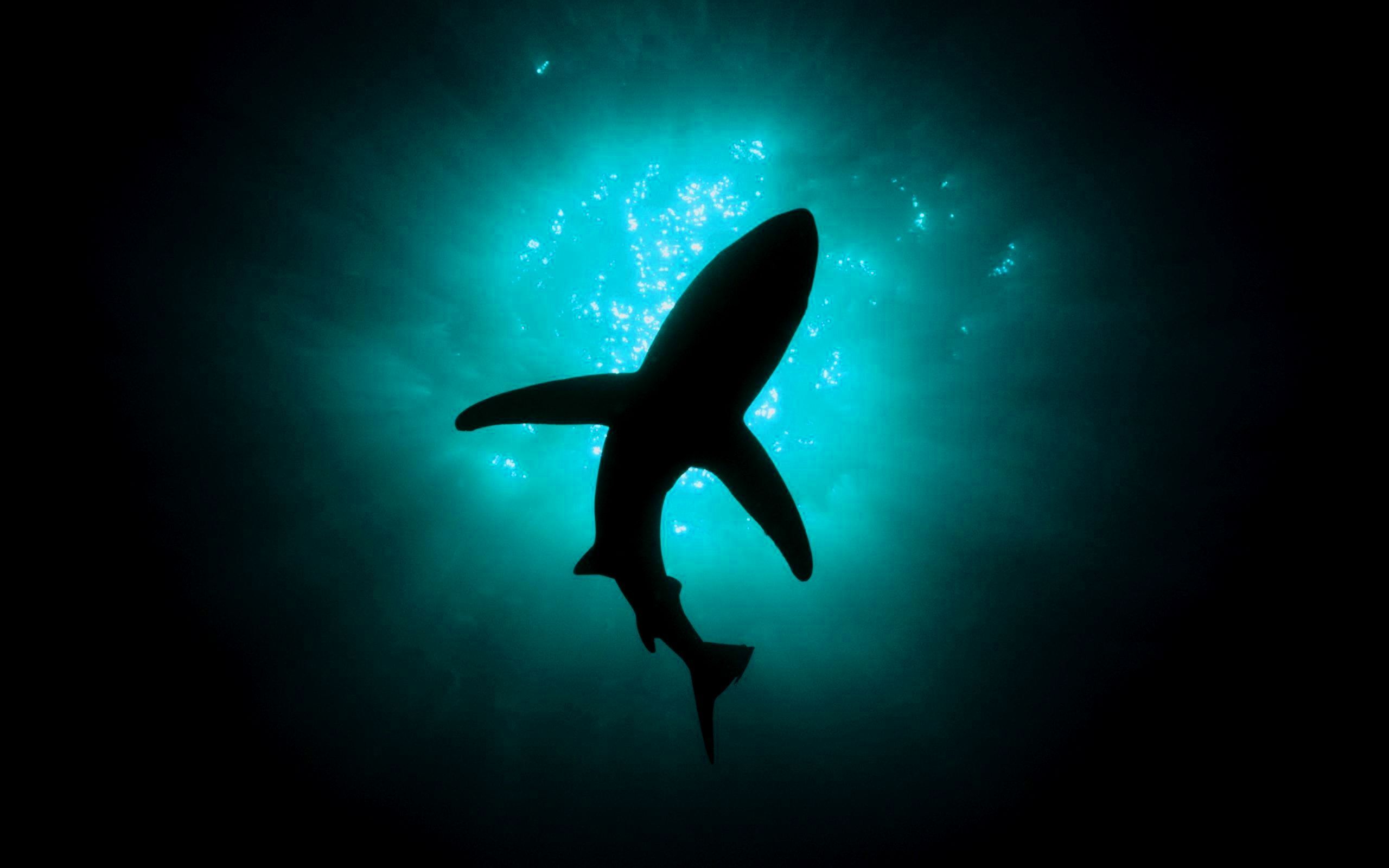 Tiburones Fondos de pantalla | Animales Wallpaper