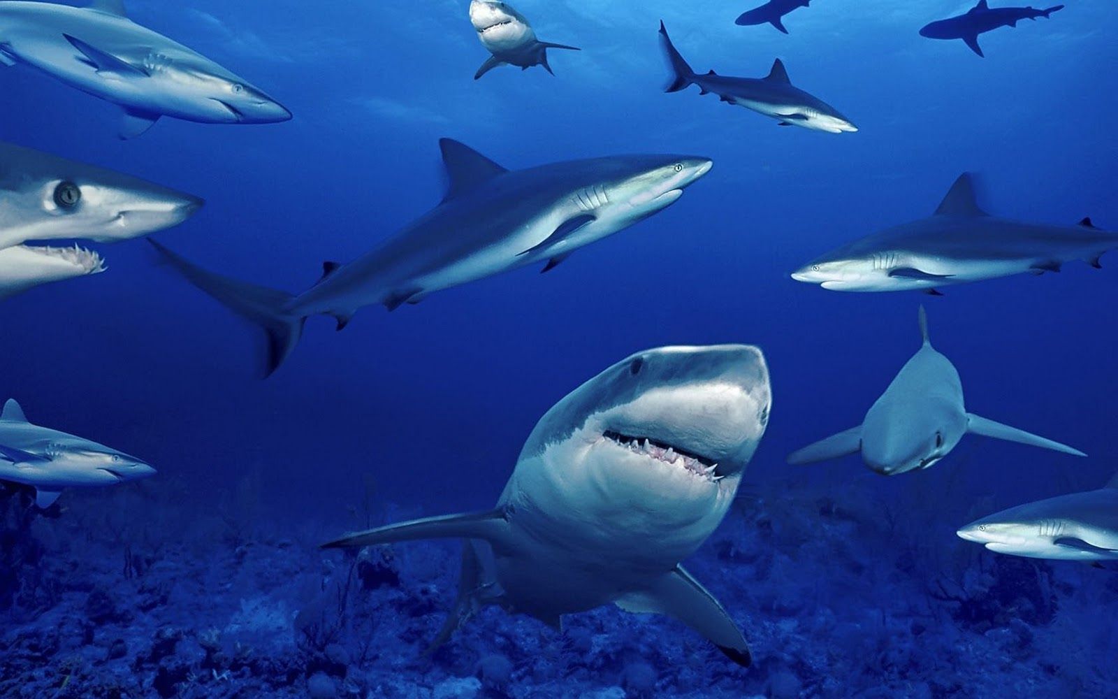 Tiburones HD Wallpaper, imágenes de fondo