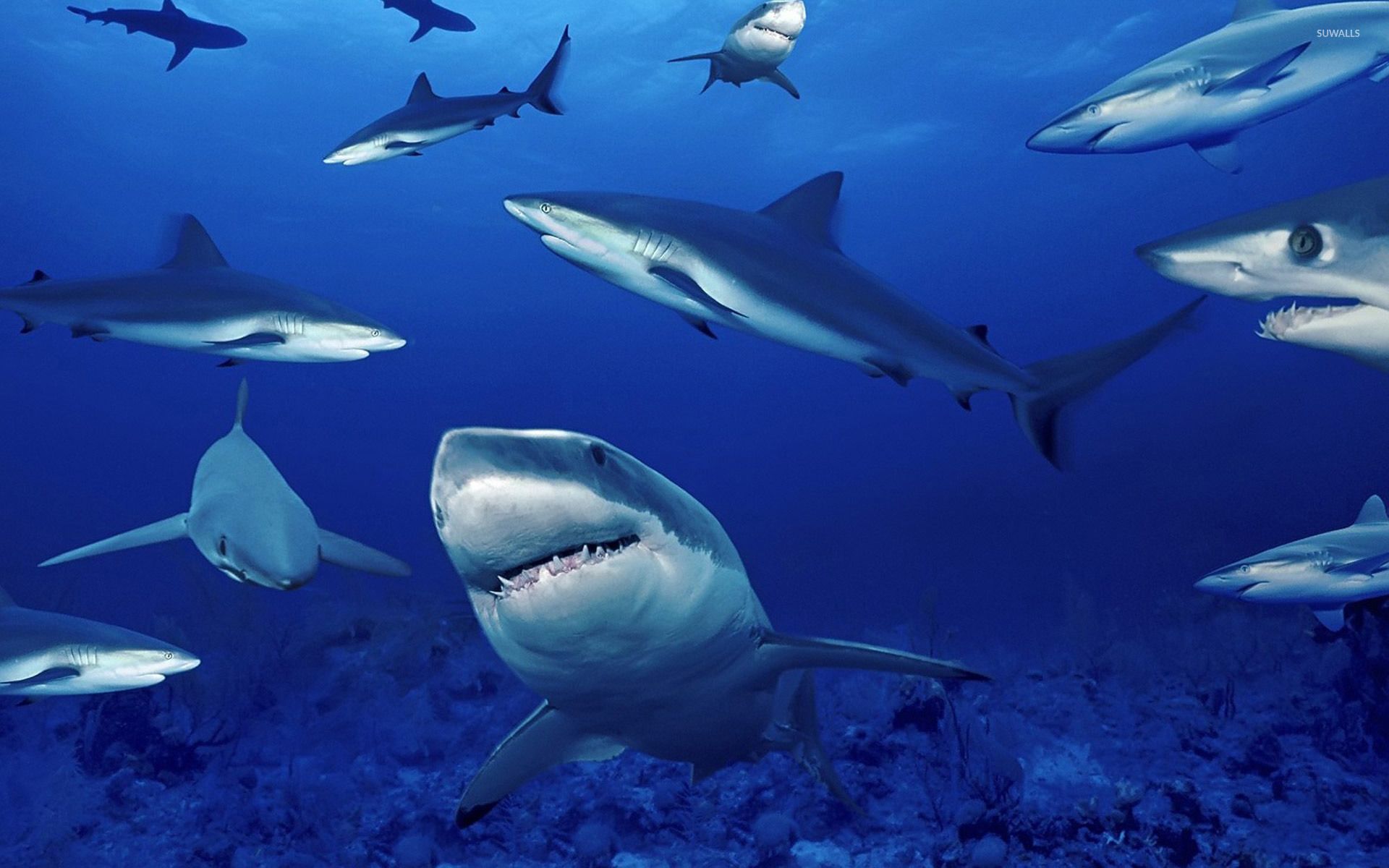 Fondo de pantalla de tiburones - Fondos de animales - # 9820