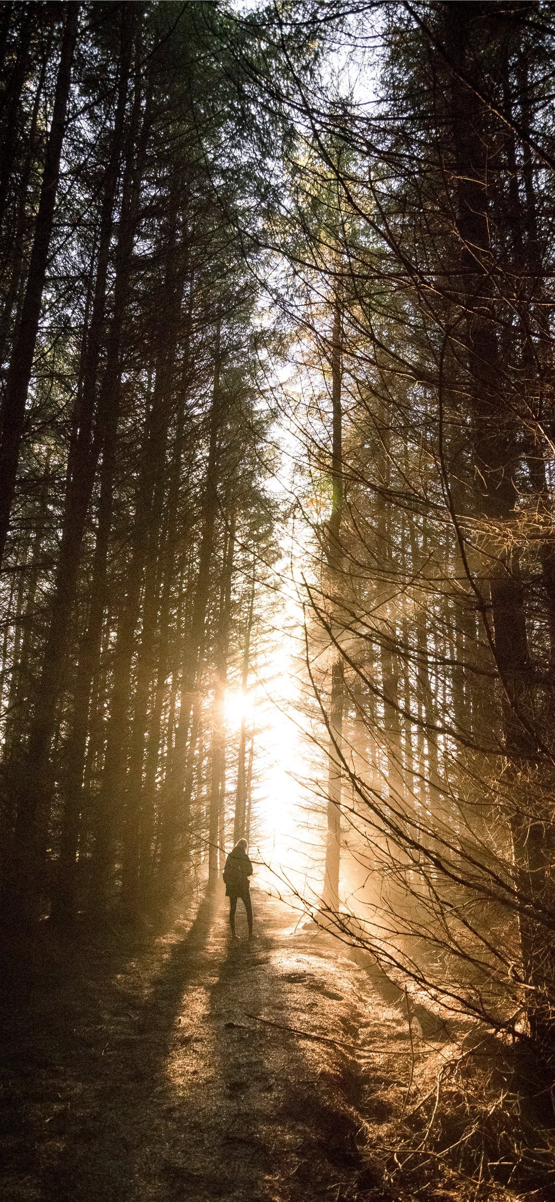 Increíble puesta de sol a través del bosque iPhone X Wallpapers Descarga gratuita