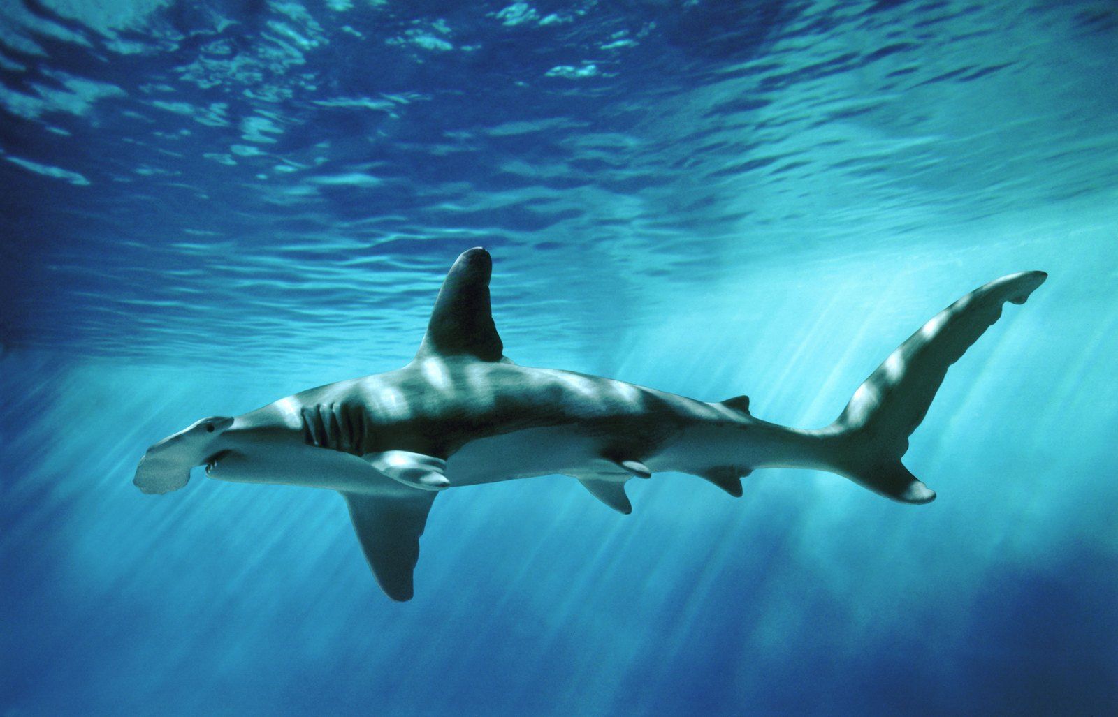 Cute Baby Sharks HD Wallpaper, imágenes de fondo