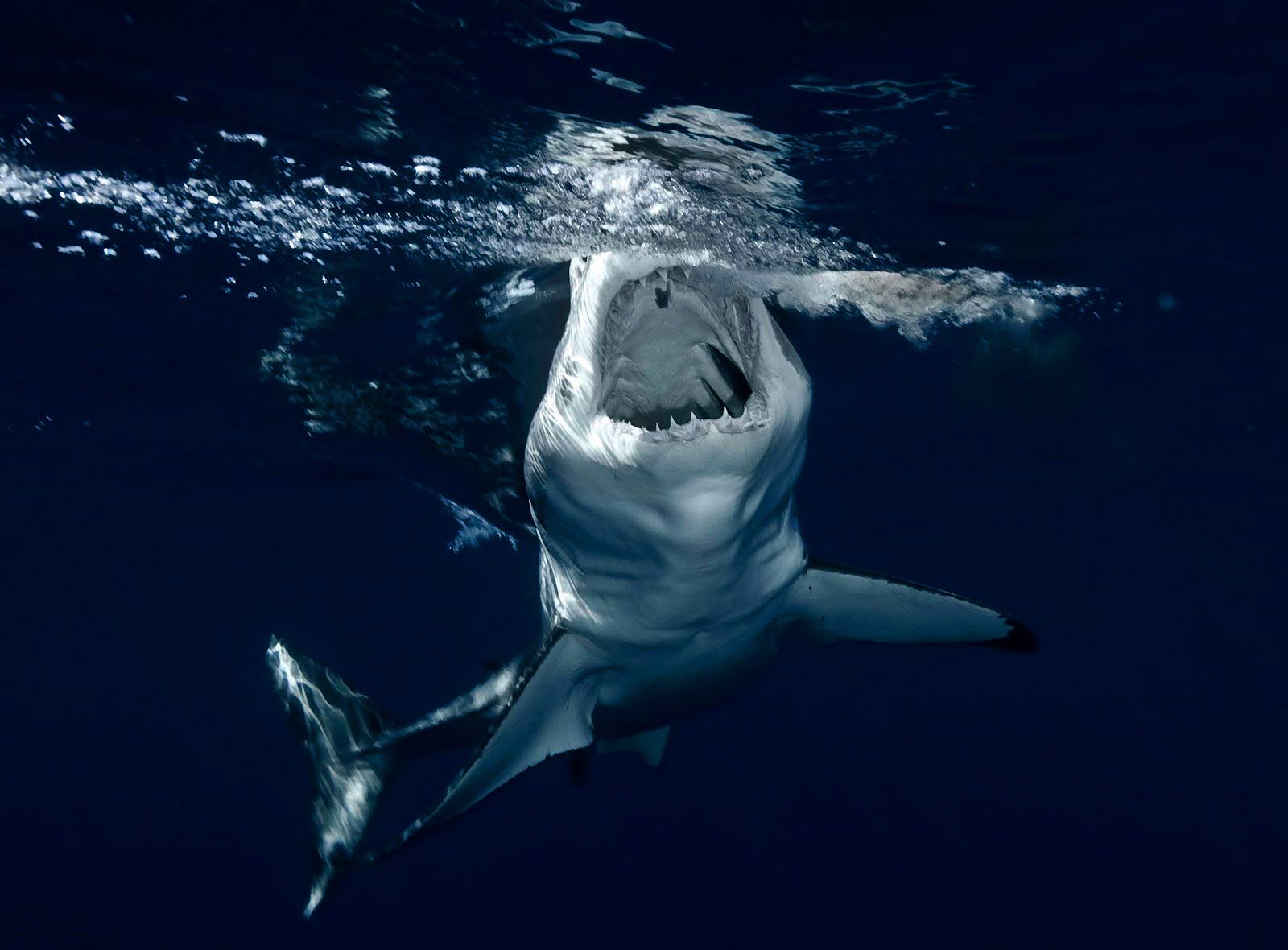 Amazing Trending Wallpaper: Shark Wallpaper HD Shark Pictures - HD