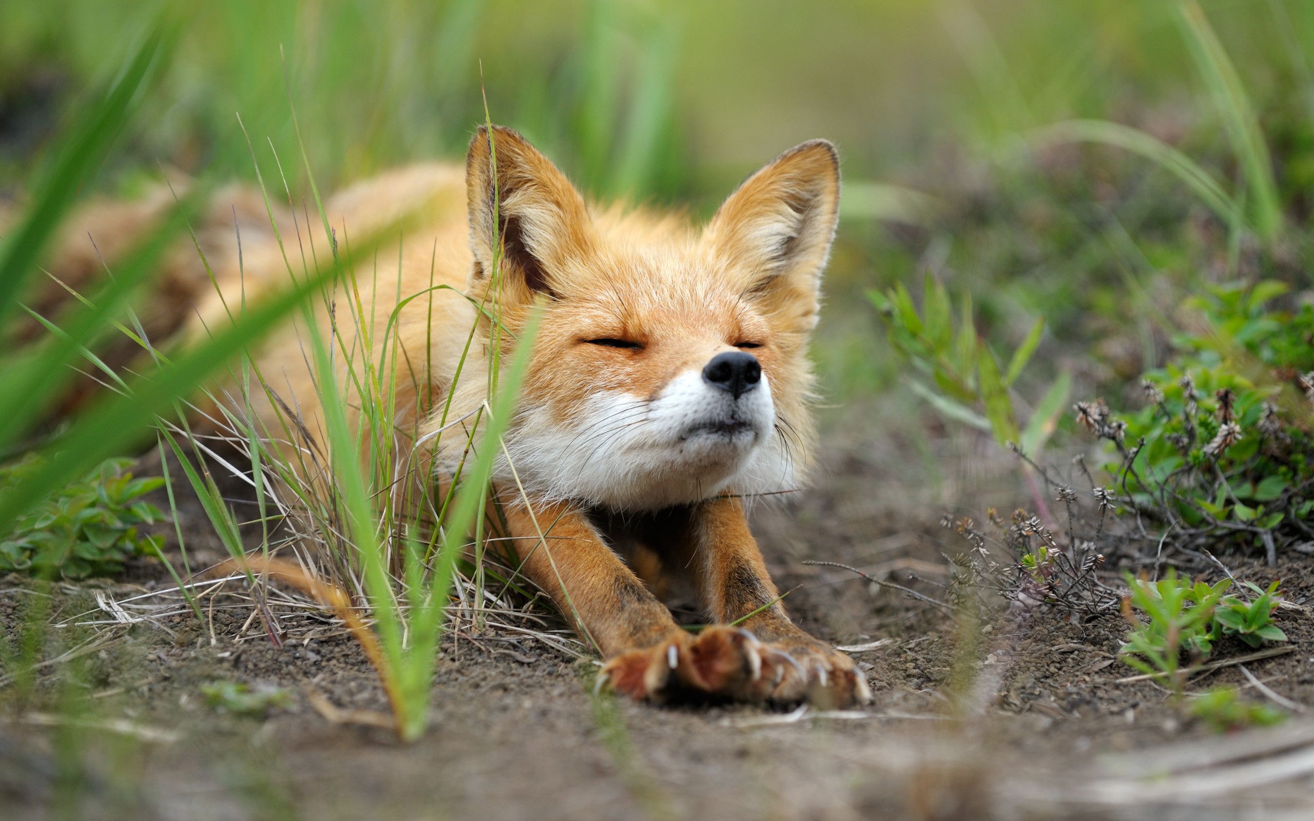 Cute Baby Fox Wallpaper (54+ imágenes)