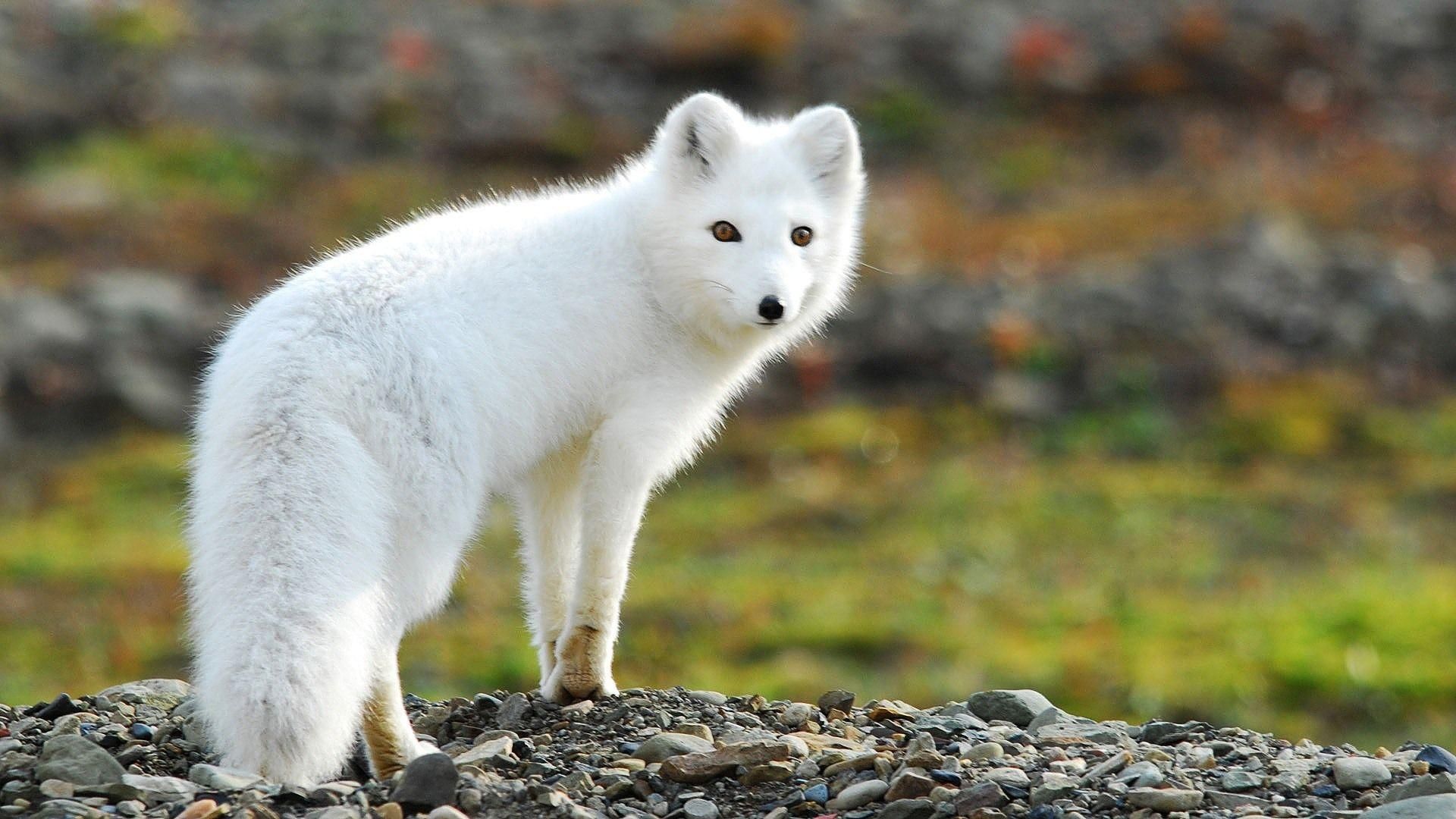 fotos de zorros árticos | Arctic Fox Wallpapers - Fondos de pantalla Cave | También