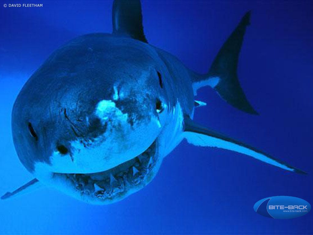 tiburones | HD Animal Wallpapers: HD Sharks fondos de pantalla | Mar | Excelente