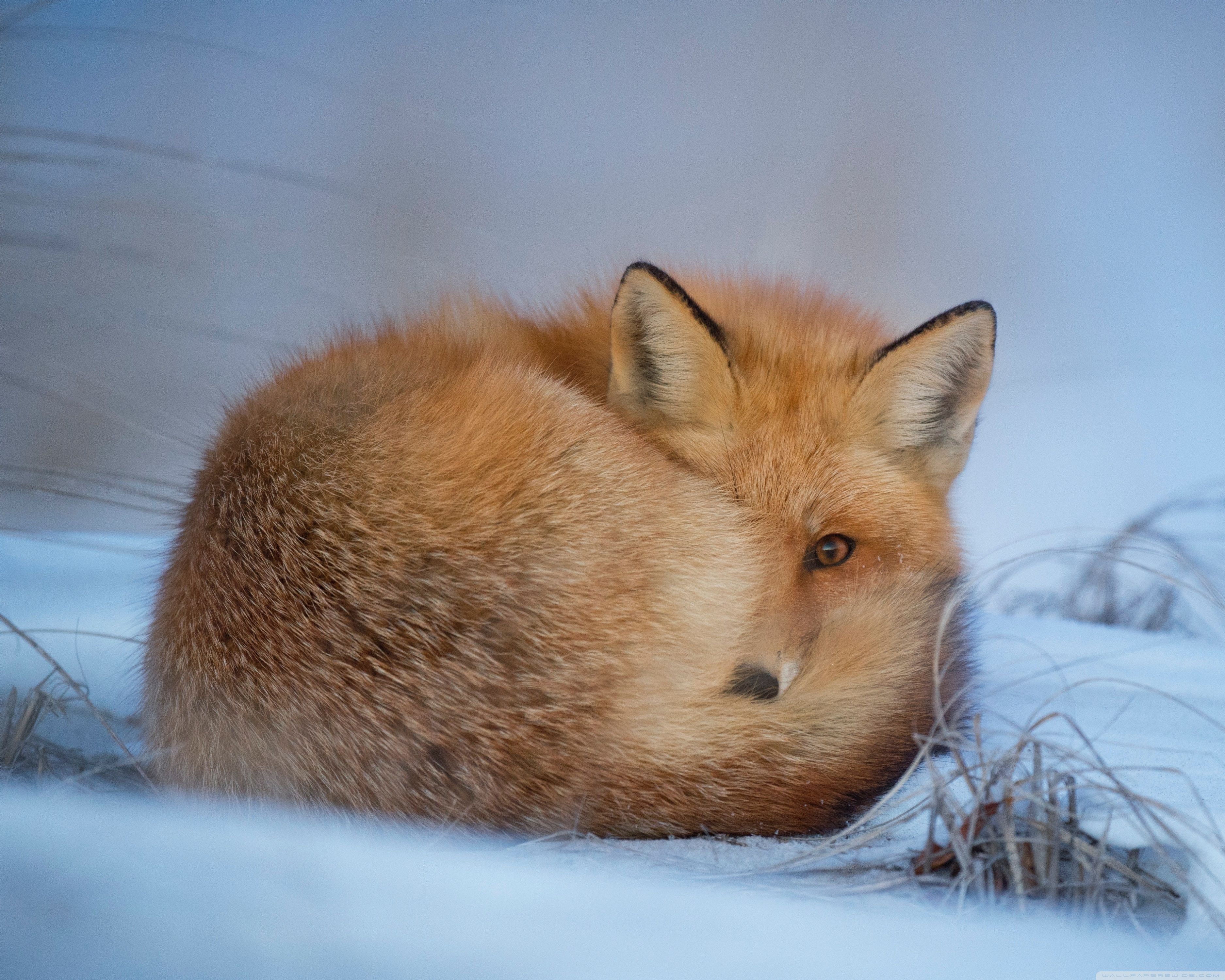 fondo de pantalla de invierno zorro rojo