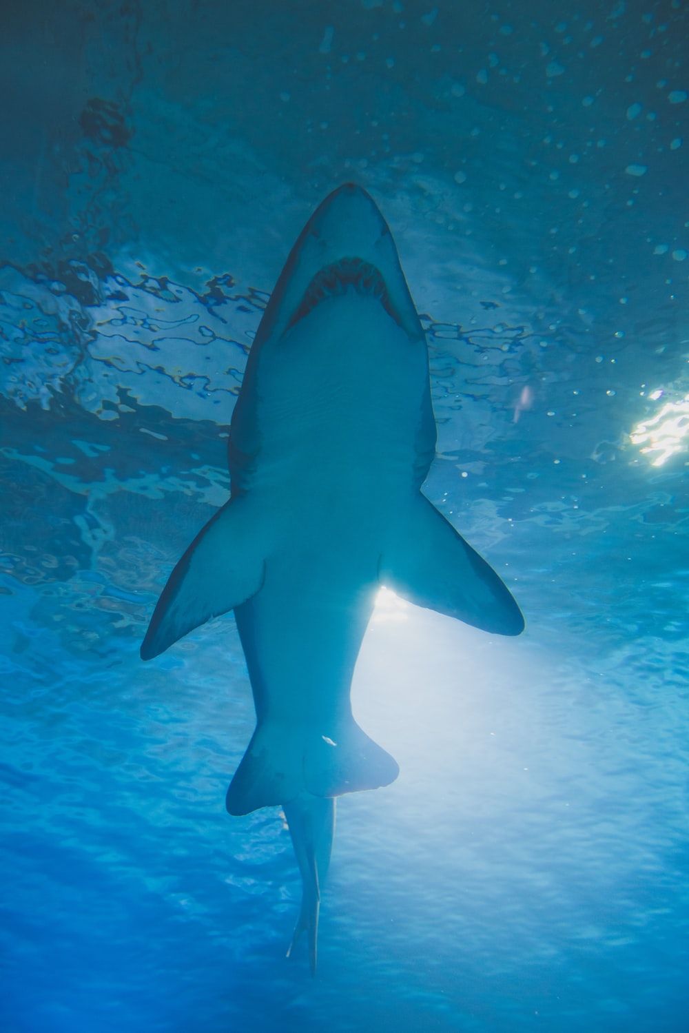 Más de 500 imágenes de tiburones | Descargar imágenes gratis