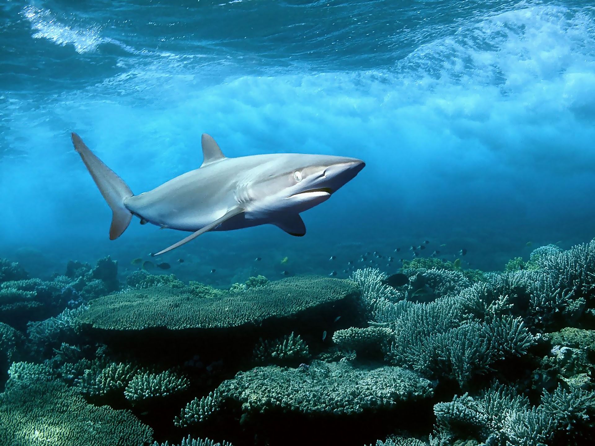 Amazing Sharks Fondos de pantalla | Imágenes Full HD