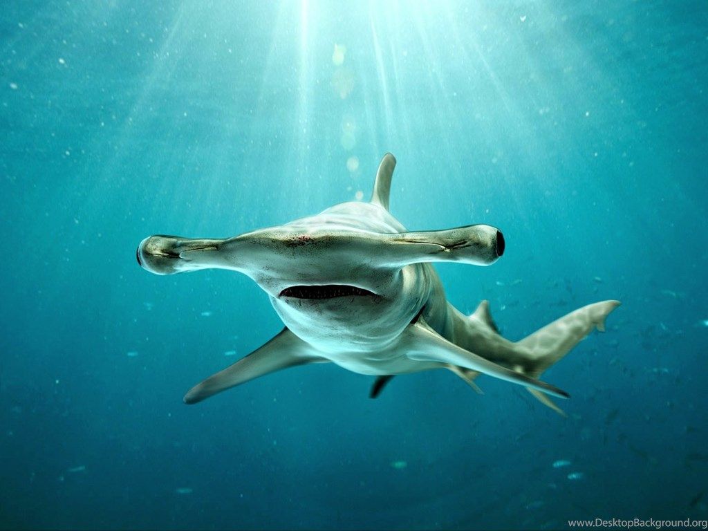 Hammerhead Sharks Wallpapers Fondo de Escritorio