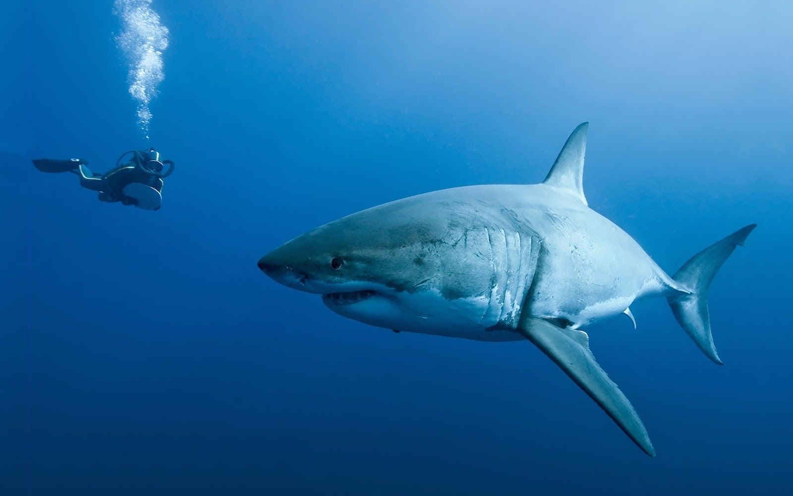Descargar HD Sharks Wallpapers y Fotos HD Animals Wallpapers