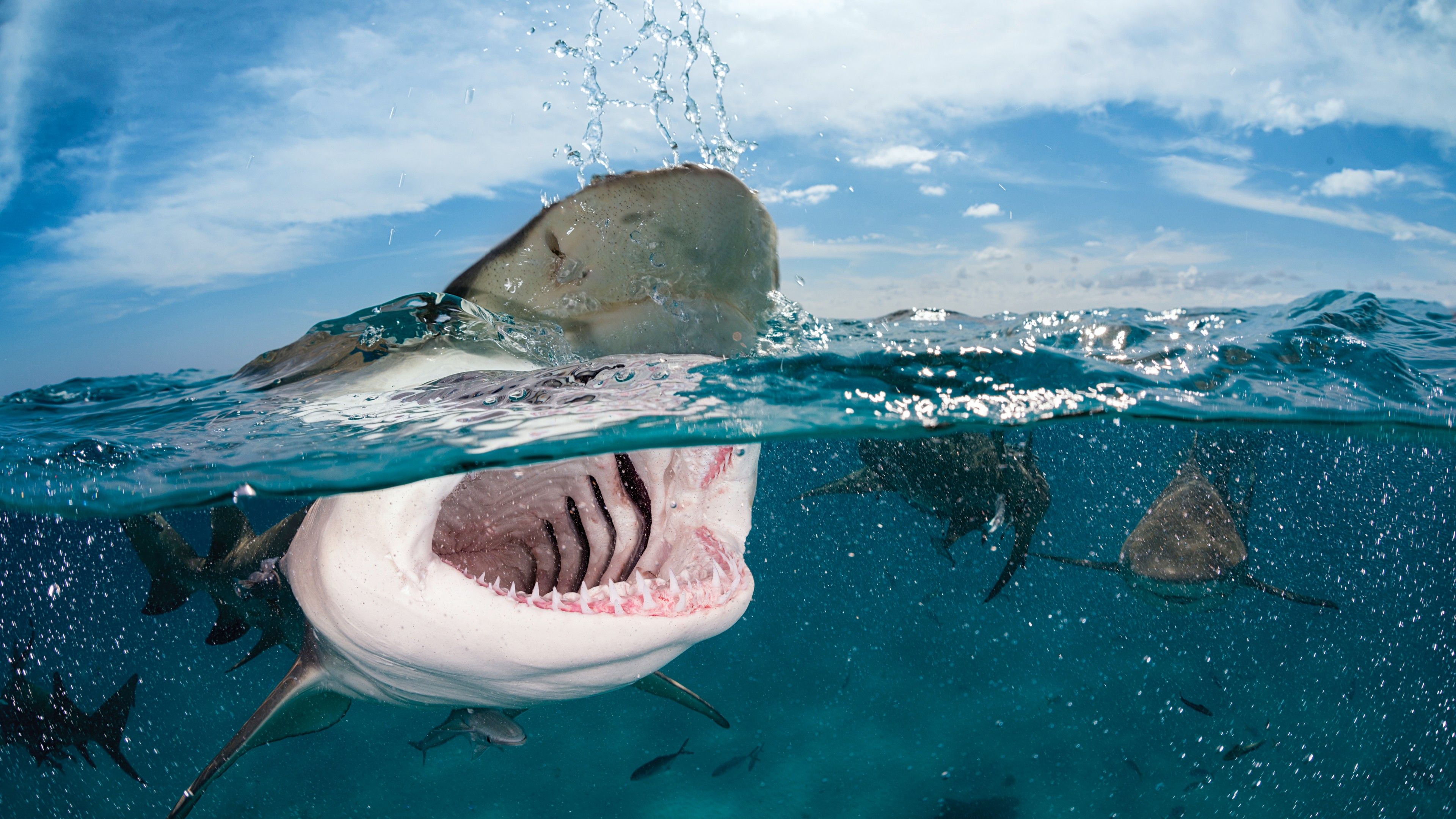 Wallpaper Shark, 5k, 4k wallpaper, 8k, India, Caribe, Atlántico