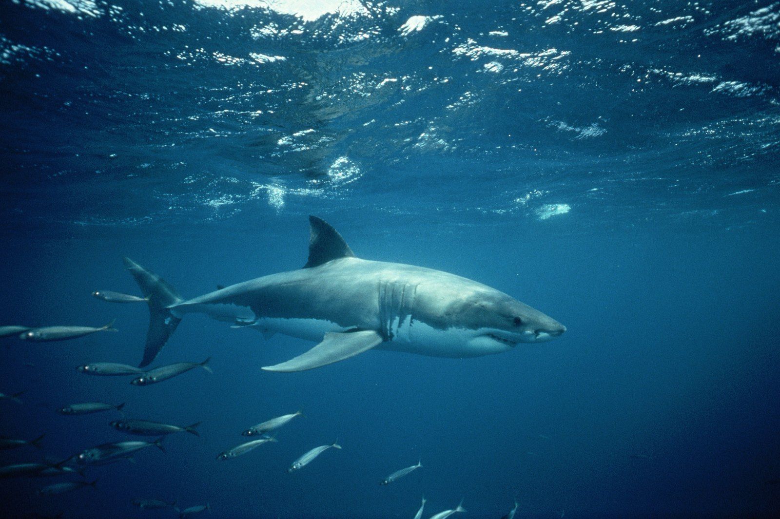 Dangerous Sharks Wallpapers - Fondos de pantalla Navegar
