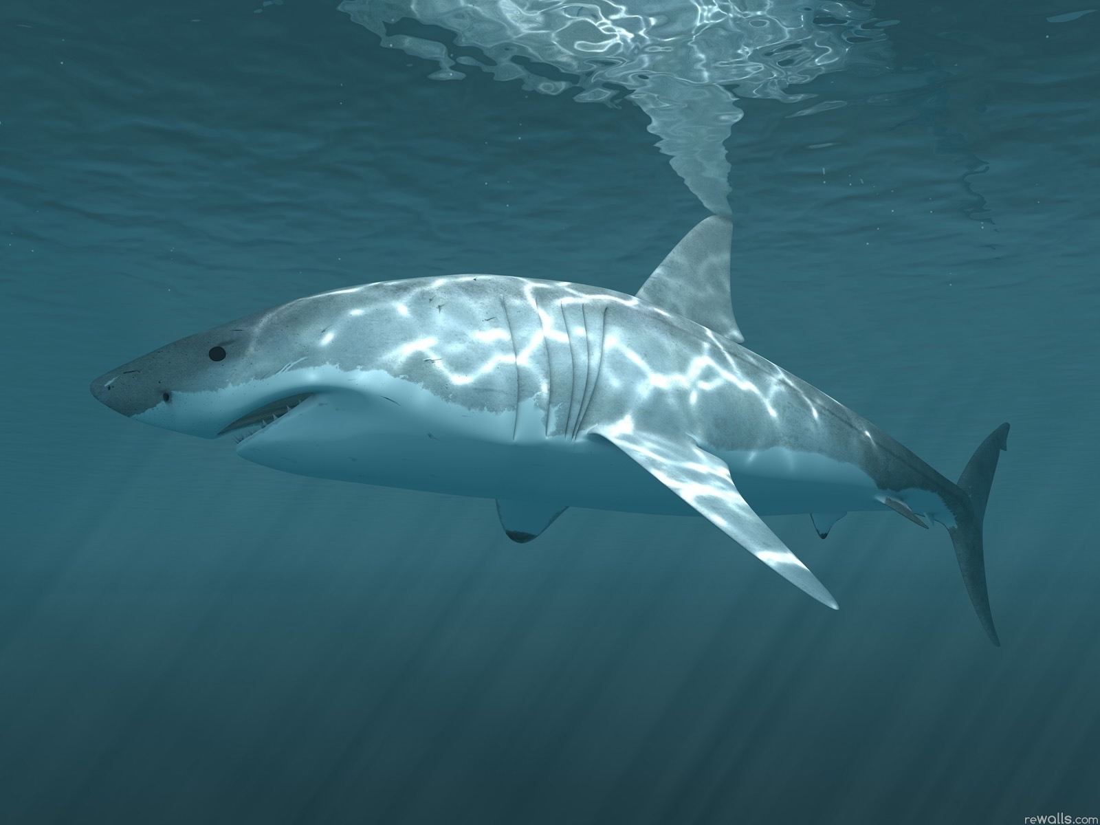 25 imágenes de tiburón tigre y fondos de pantalla HD
