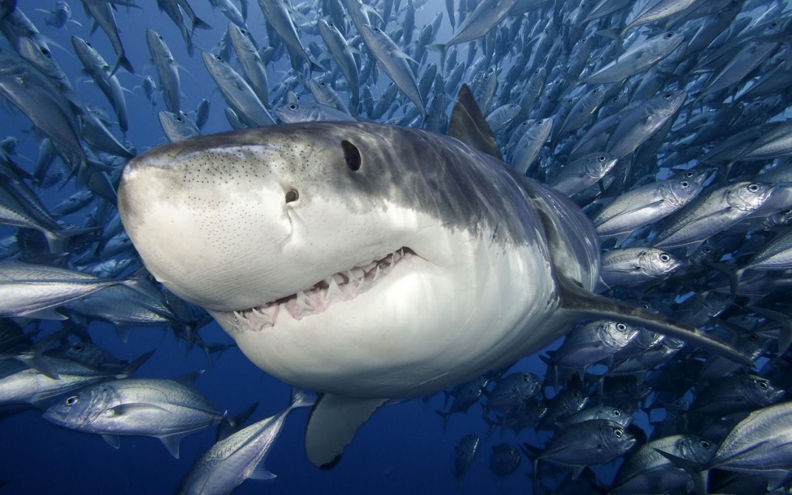 Pin de Jack Huang en Animales marinos | Imágenes de tiburones, gran blanco