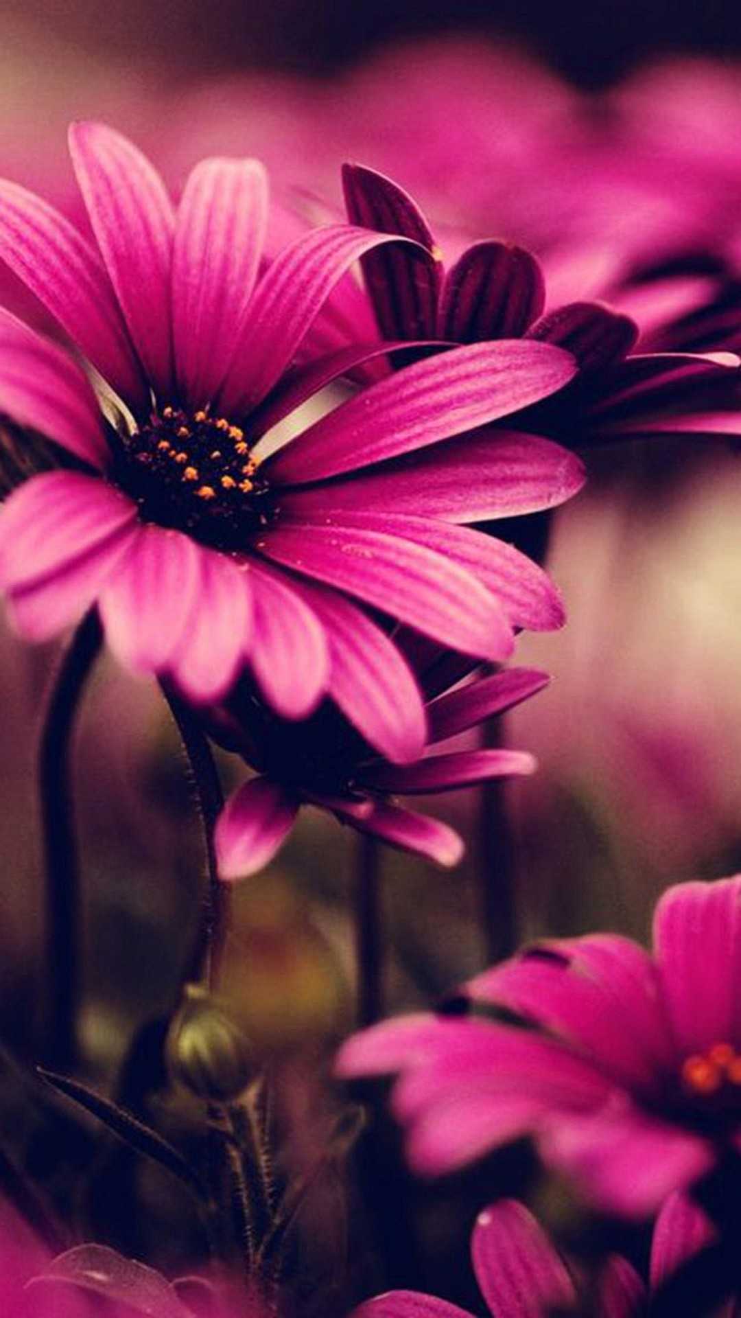 45+ Pink Flower iPhone Fondos de pantalla - Descargar