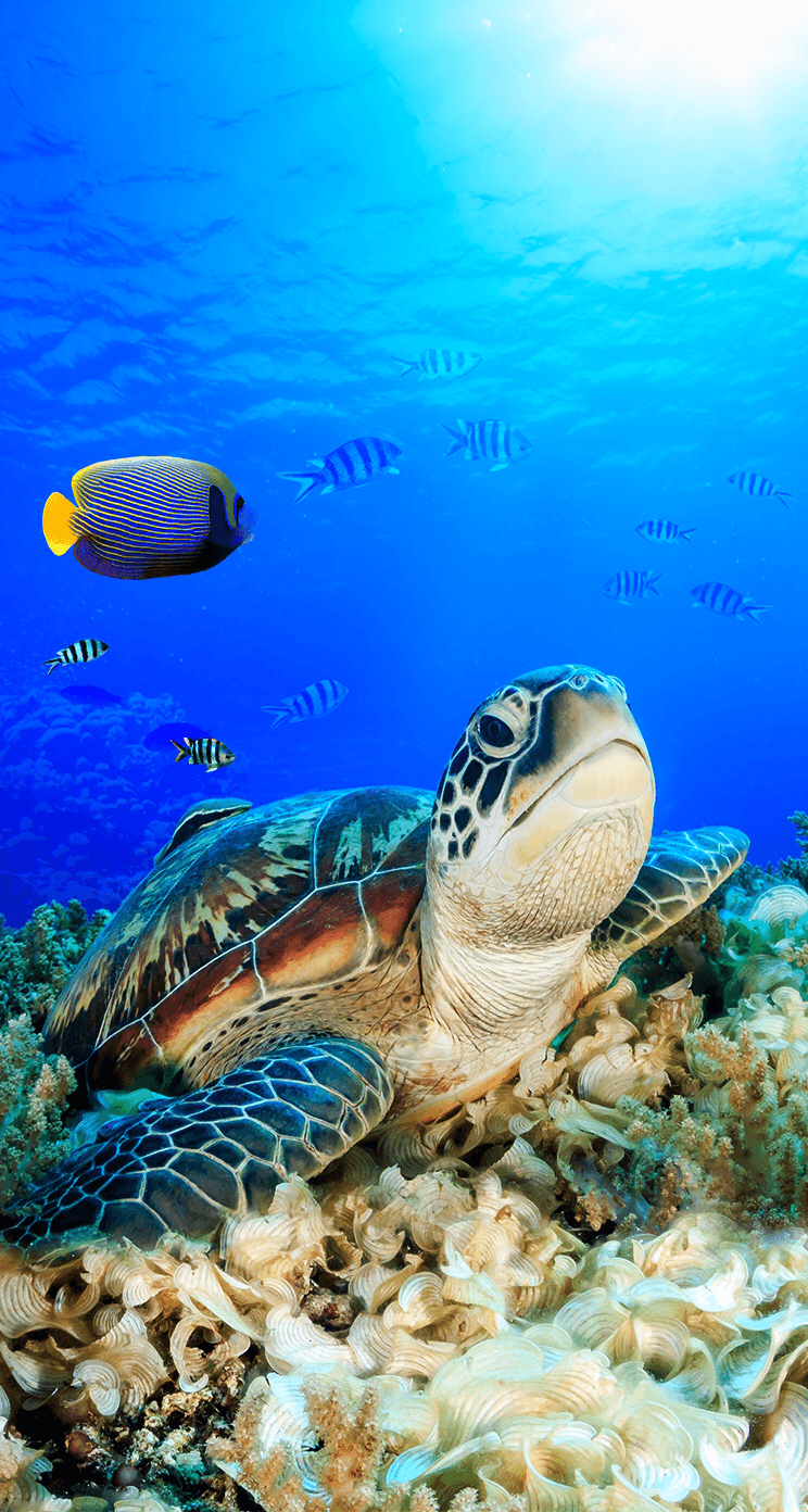 Fondos de iPhone de tortuga marina - Top gratis de iPhone de tortuga marina