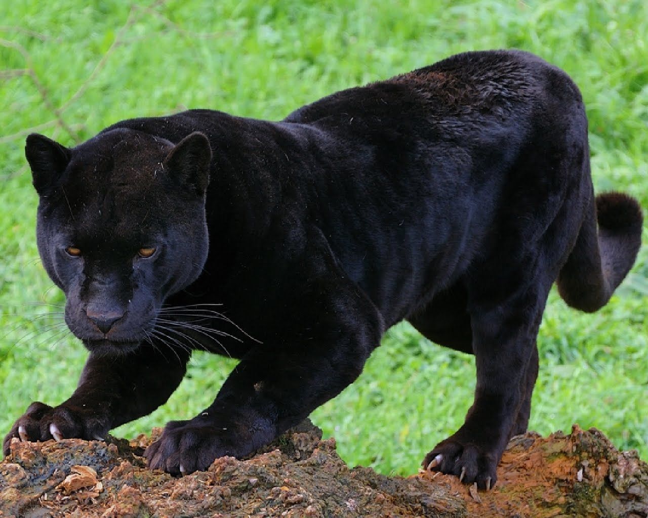 Fotografías de Panteras Negras - Felinos - Black Panthers Just