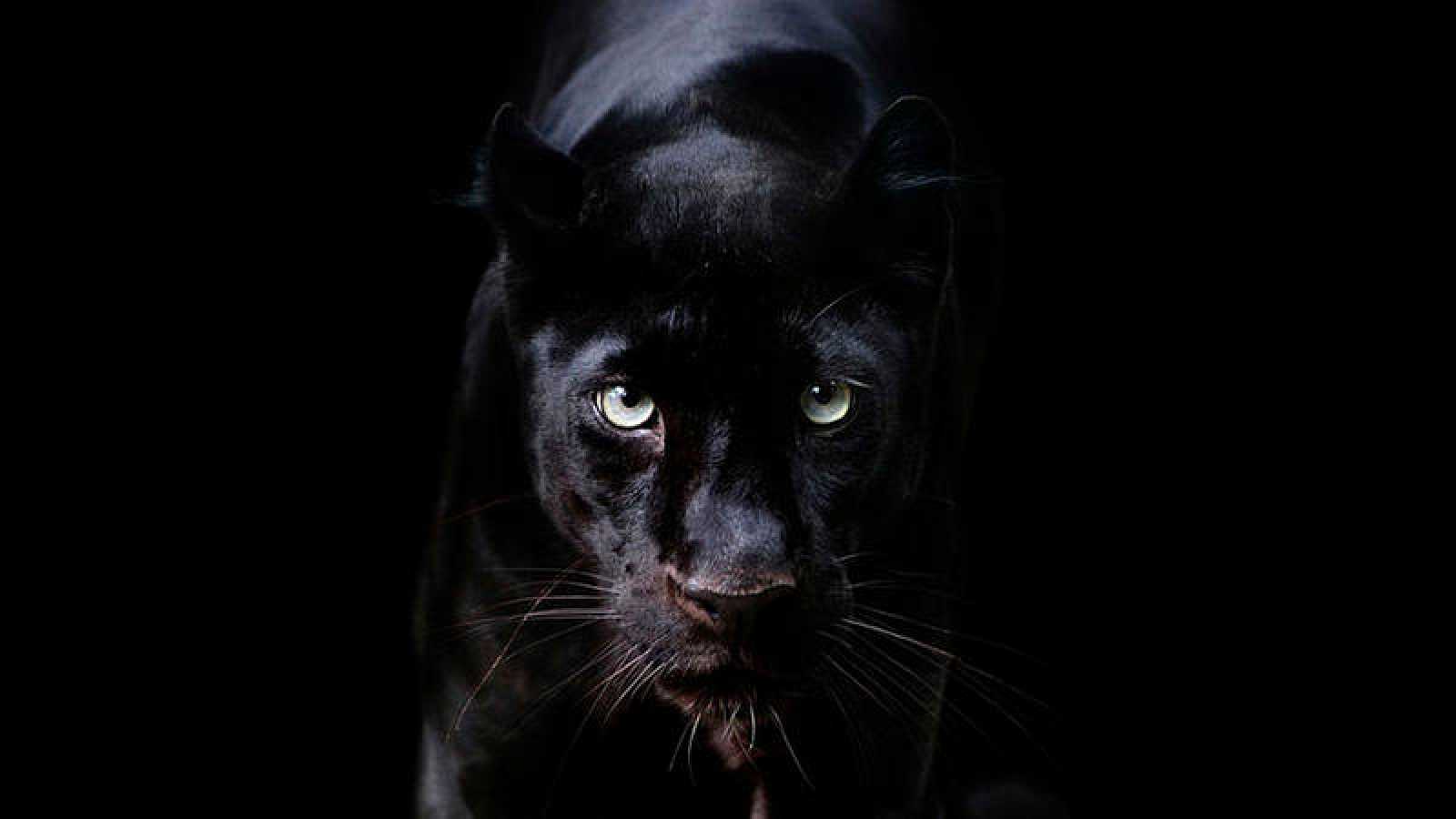 Leopardo negro: Logran la primera fotografía profesional del animal