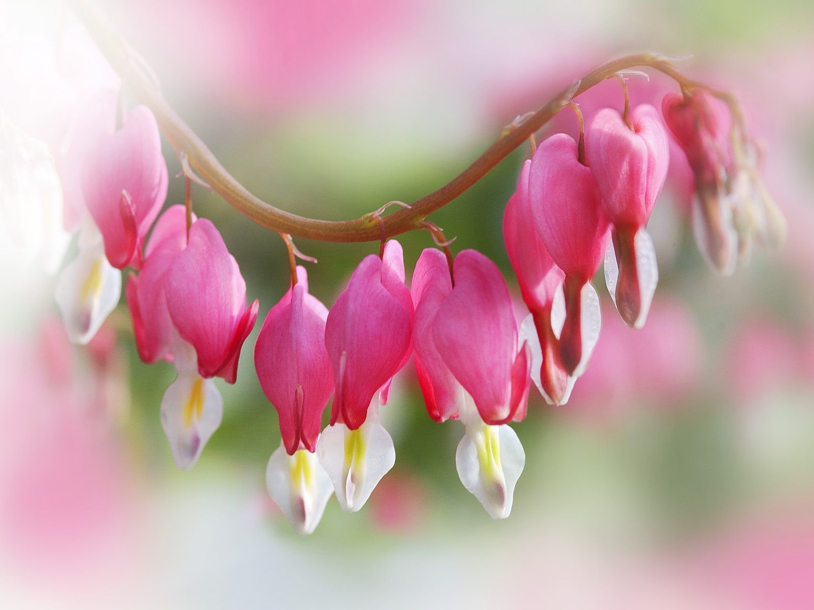 Flower Hearts Wallpapers en formato jpg para descarga gratuita
