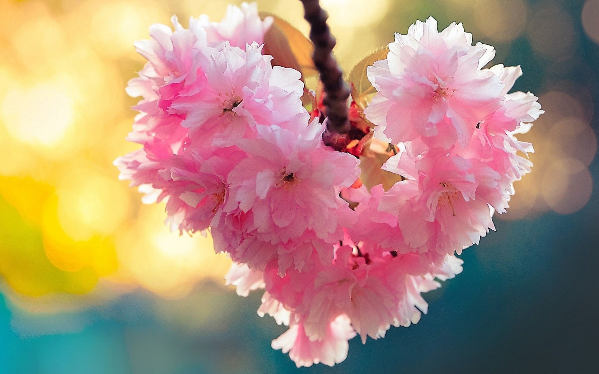 Más de 30 fondos de pantalla de Flores y corazones de primavera - Descarga
