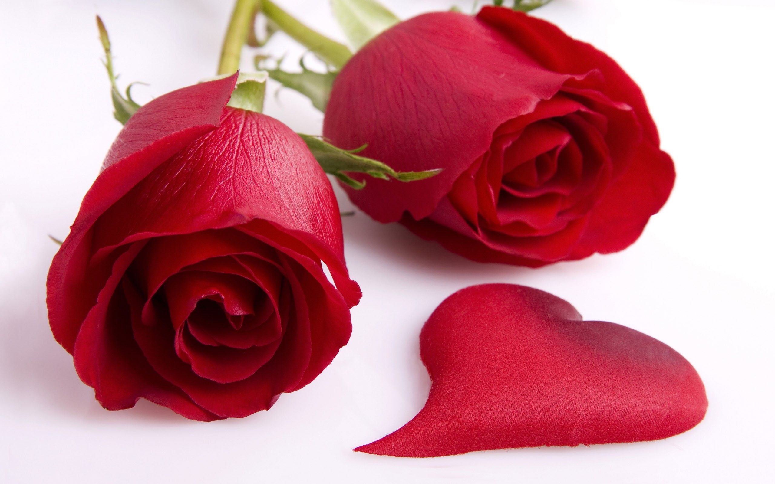 flores corazones rosas flores rojas 2560x1600 fondo de pantalla de alta calidad