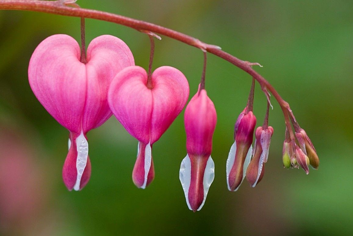 Fondos de sangrado Tag: Sangrado Flor Rosa Primavera Corazón Rosa Hd
