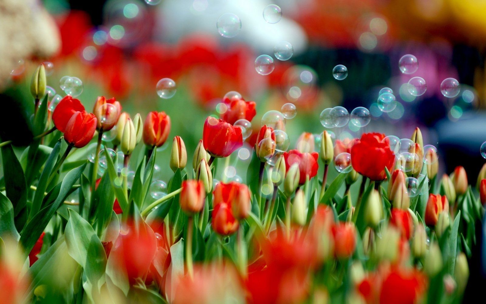 Fondos de pantalla Tulipanes rojos flores cielo 1920x1200 HD Imagen