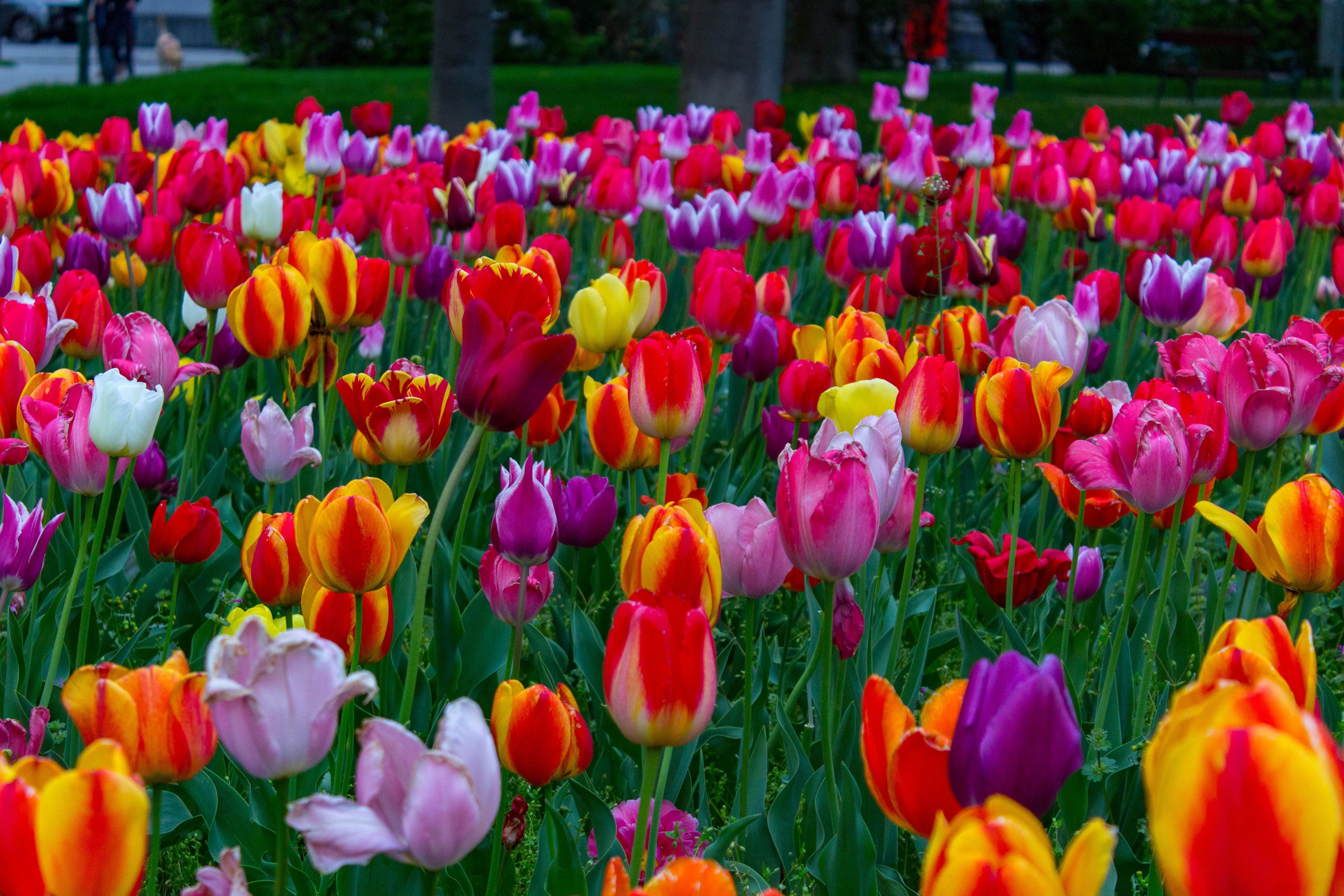 Fondo de pantalla de tulipán 5184x3456