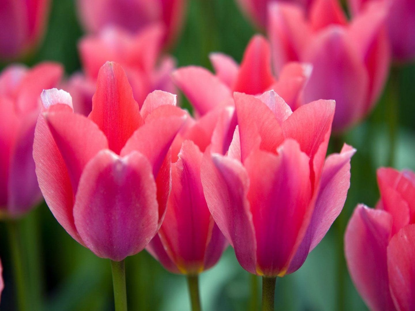 Fondo de pantalla de tulipán 1440x1080