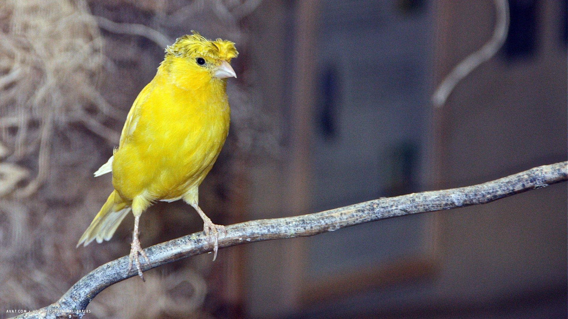canario cresta amarillo intenso cresta pájaro hd fondo de pantalla panorámica