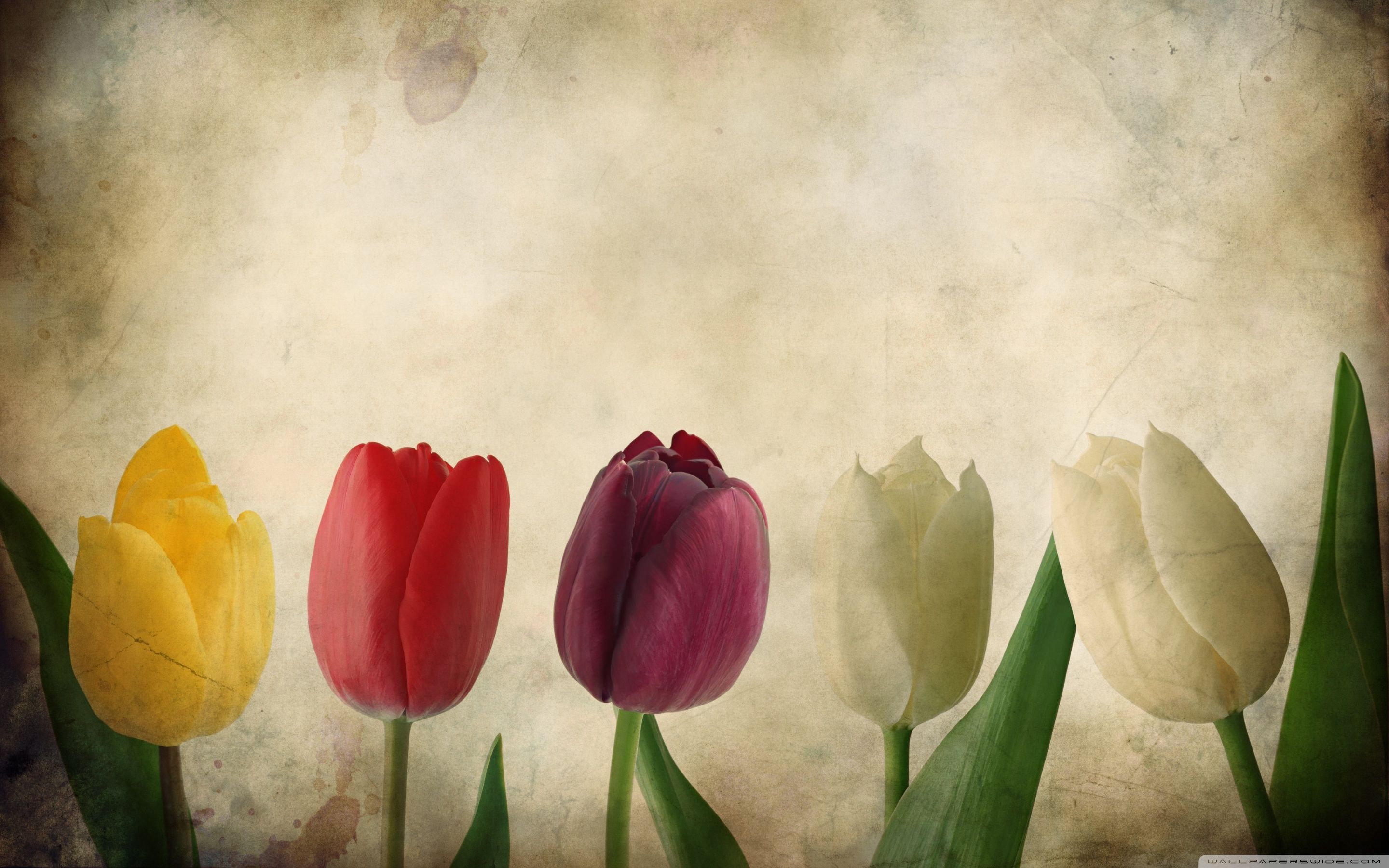Fondo de pantalla de tulipán 2880x1800